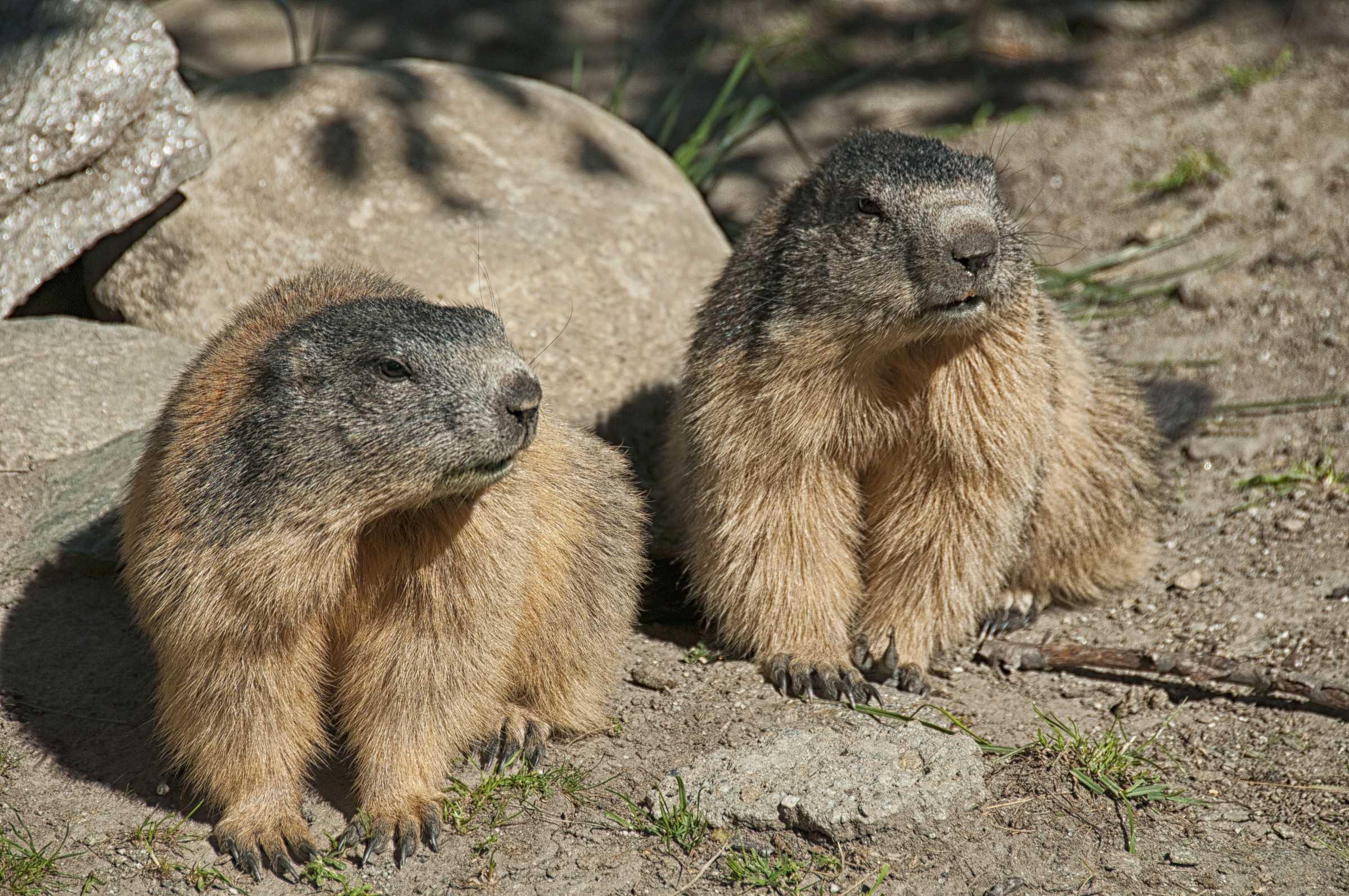 Couple of marmots