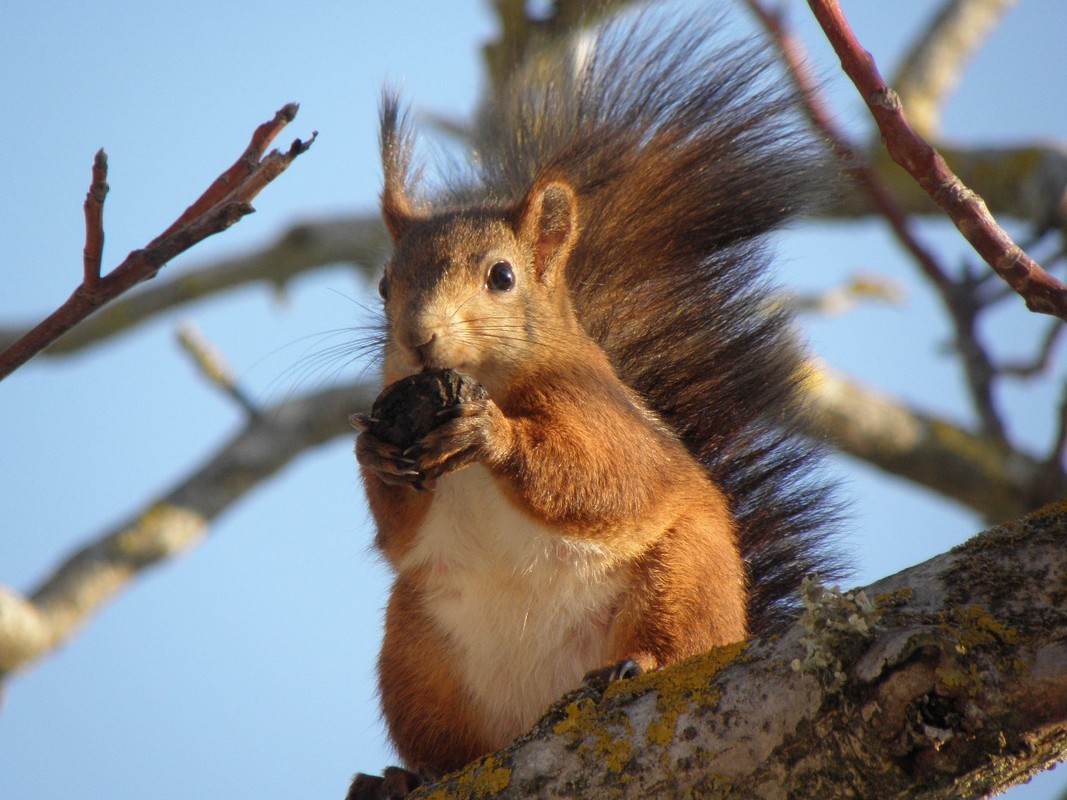 Squirrel on Walnut