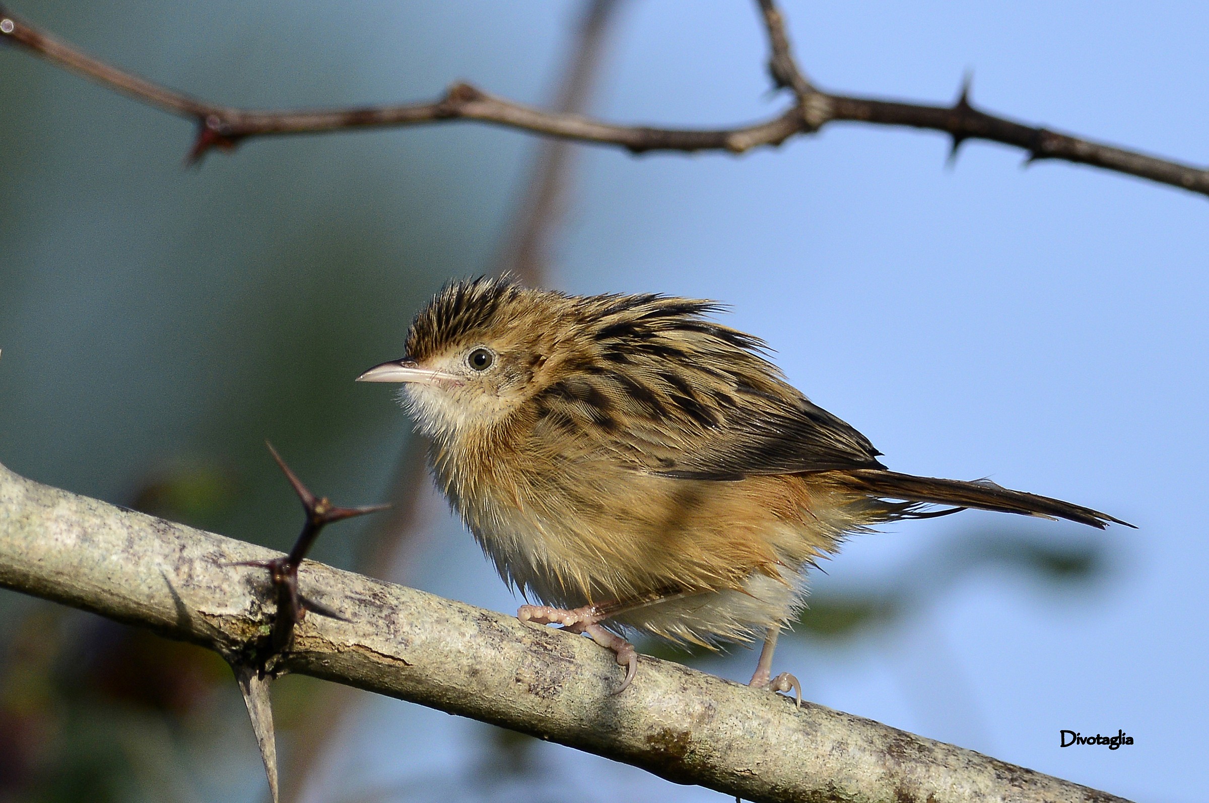 Beccamoschino (Cisticola juncidis)