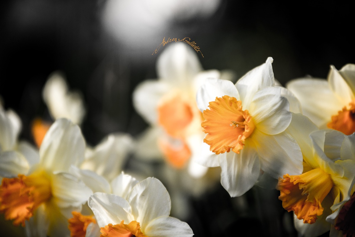 Daffodils