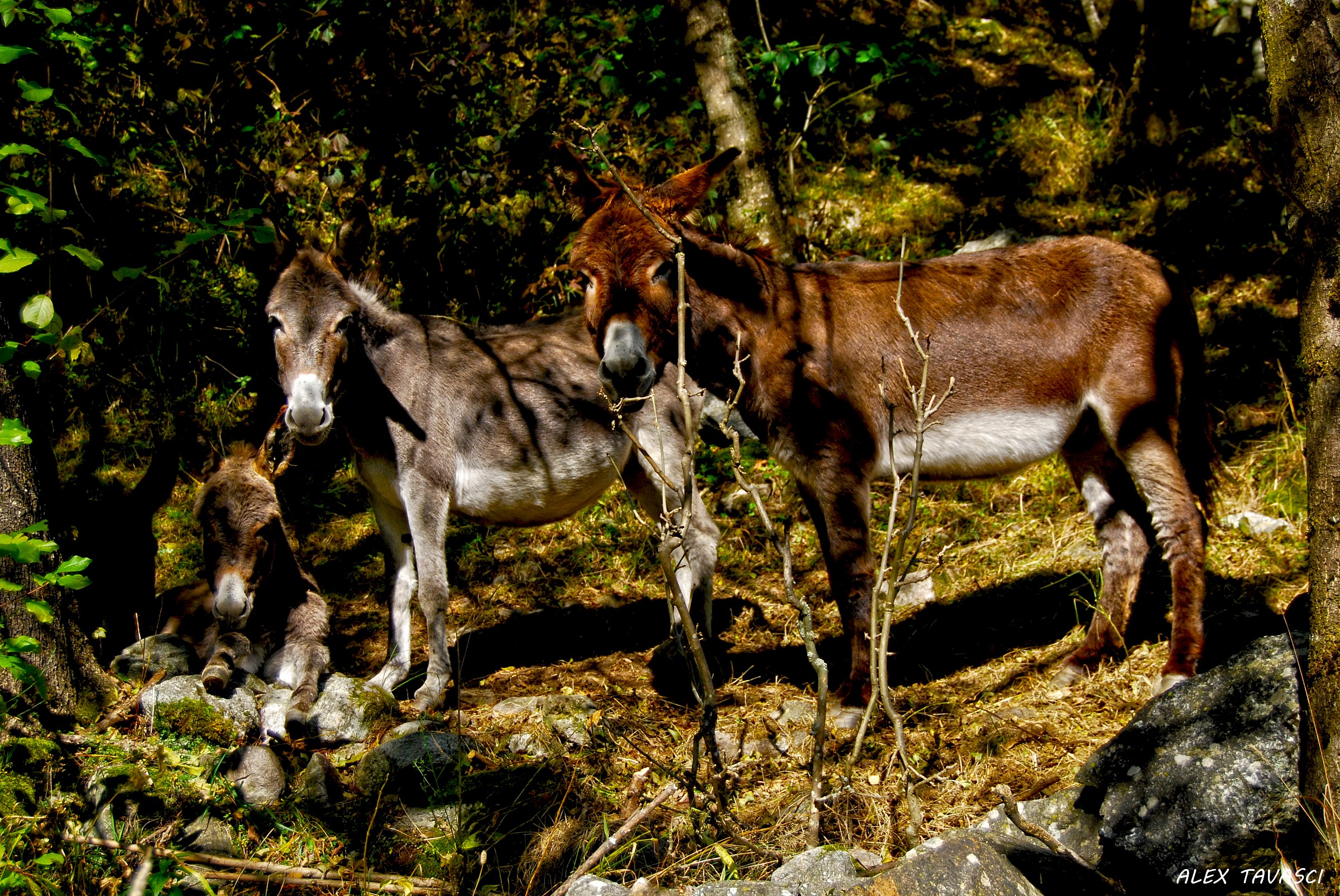 Mimetismo famigliare.