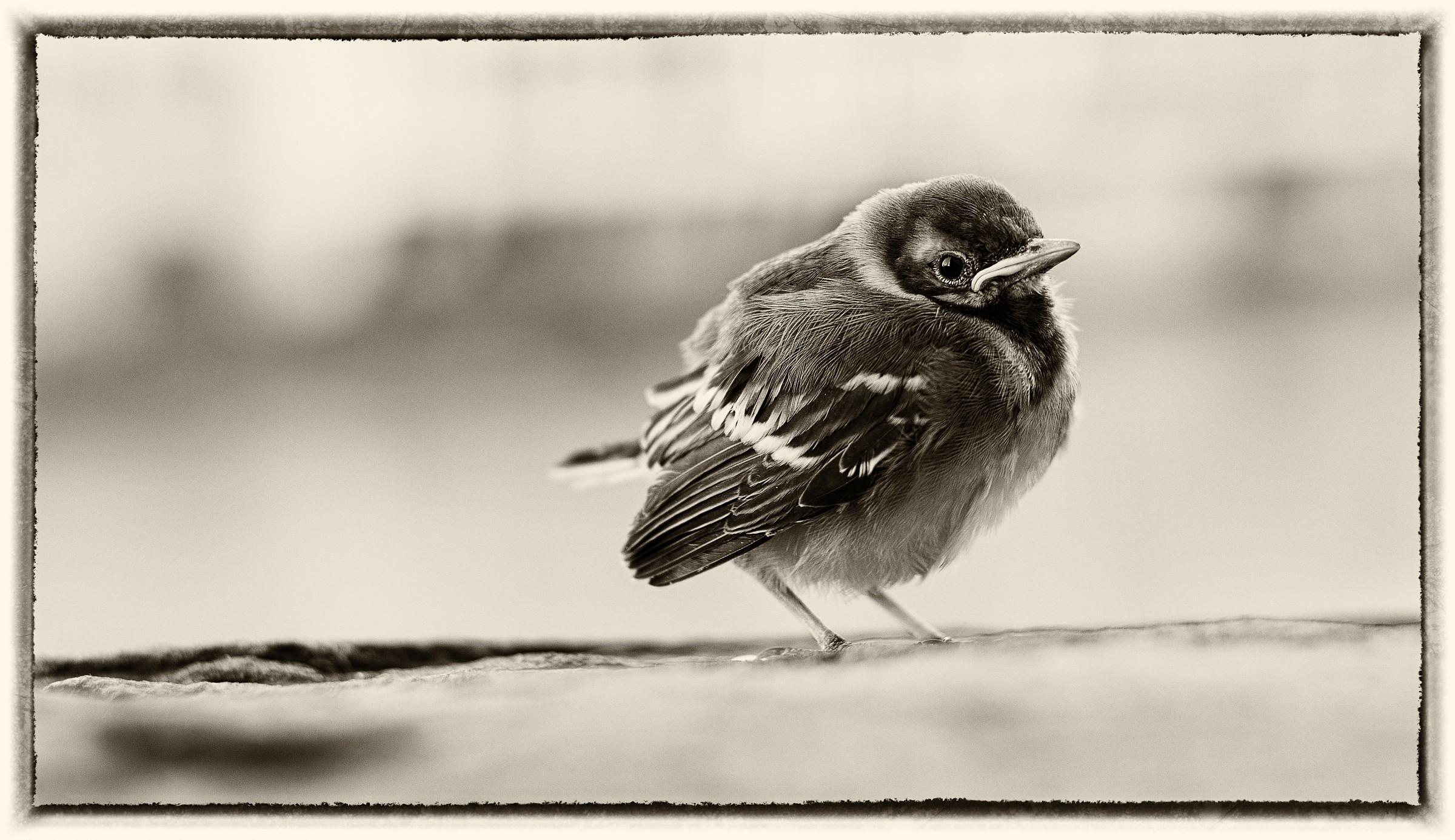 ucellino da Ponte Vecchio 6. Ballerina bianca