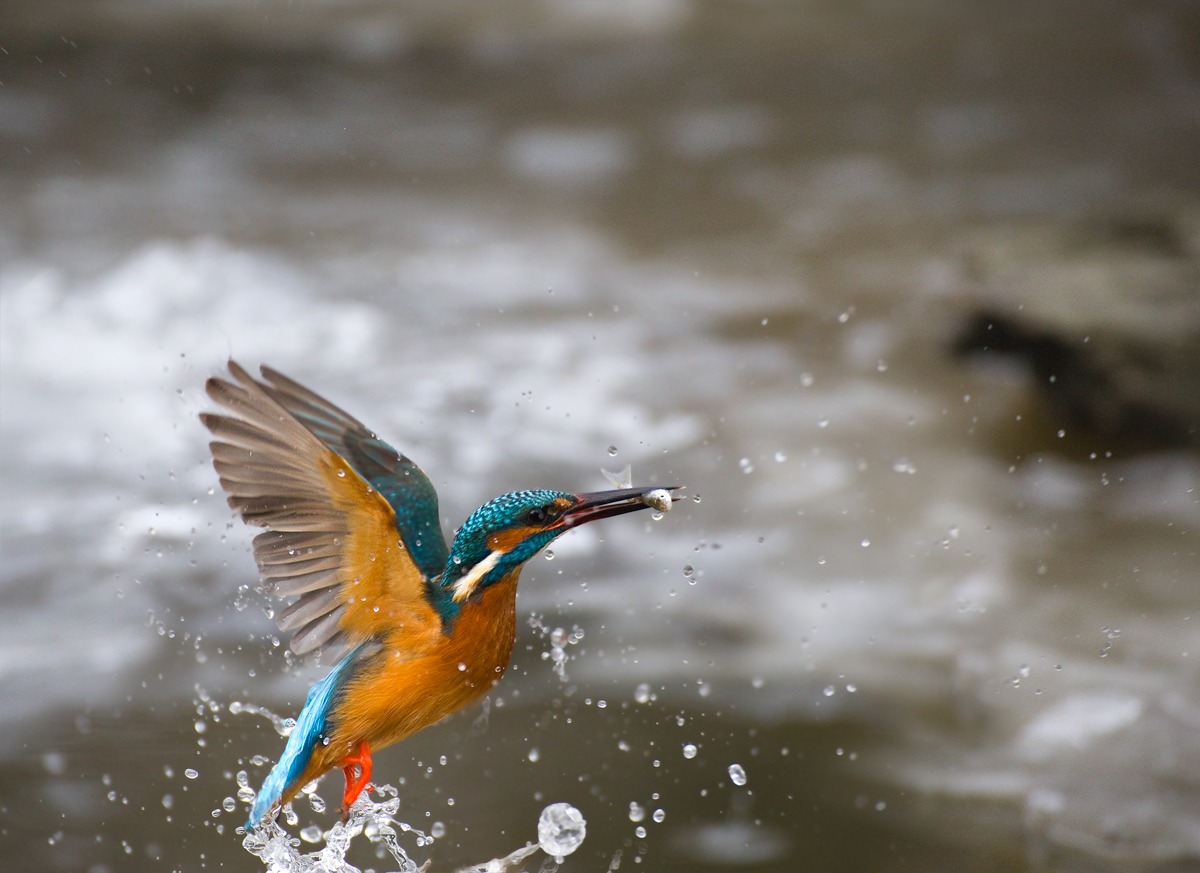 Kingfisher