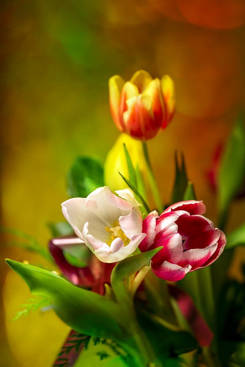 My first Tulips 2015