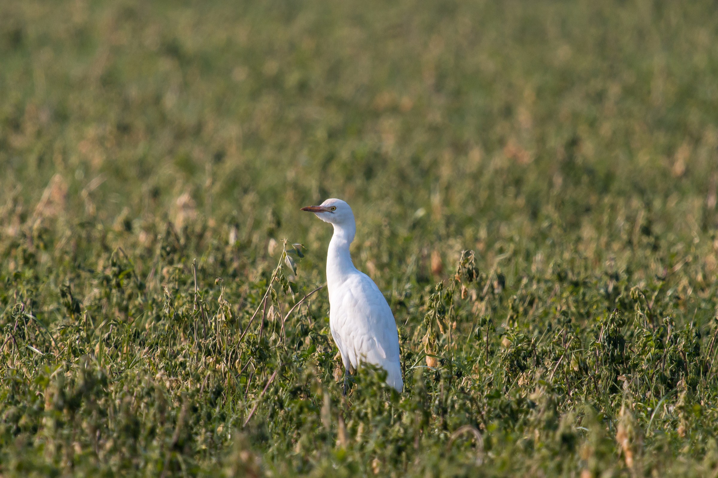 Candle in the green..