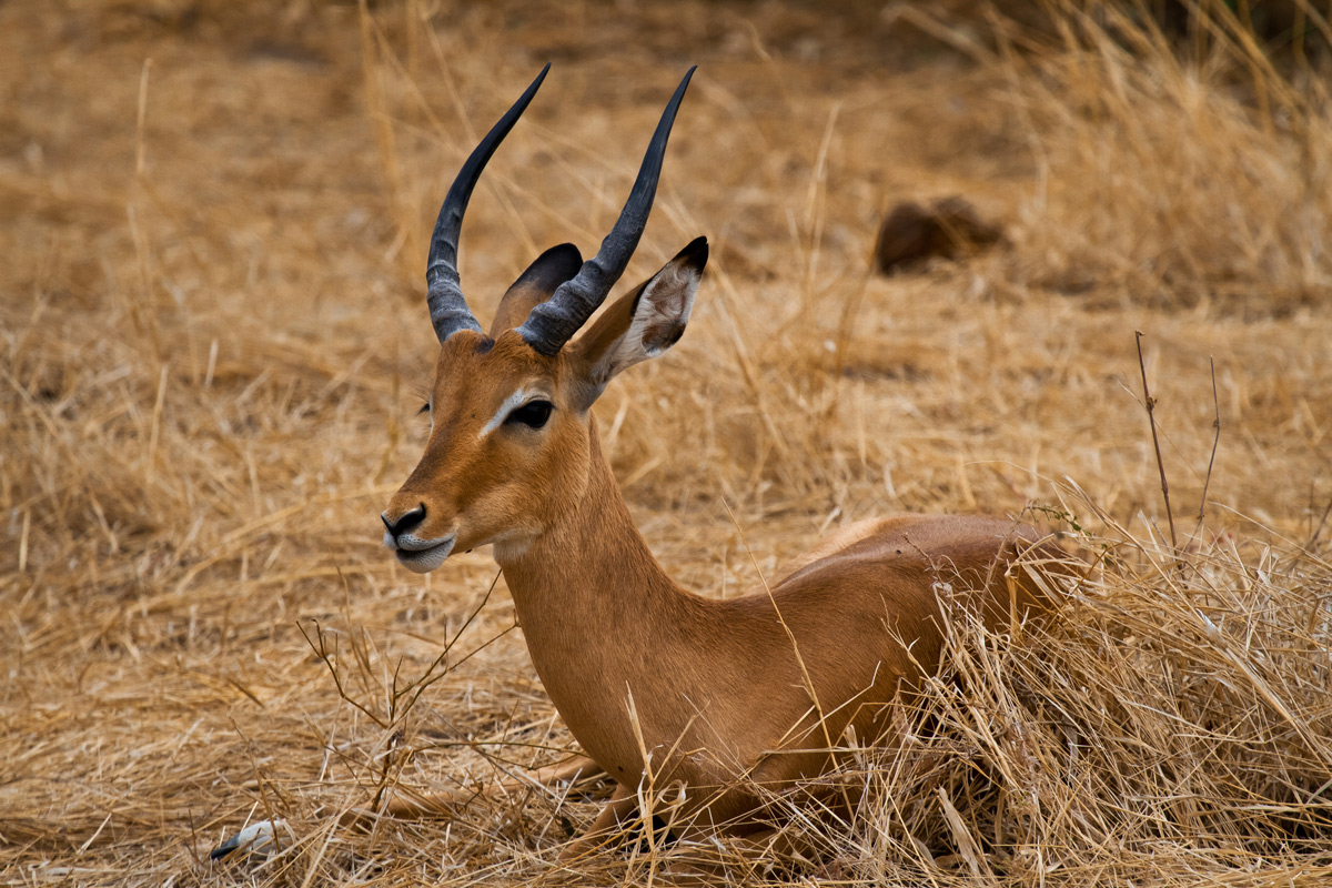Impala