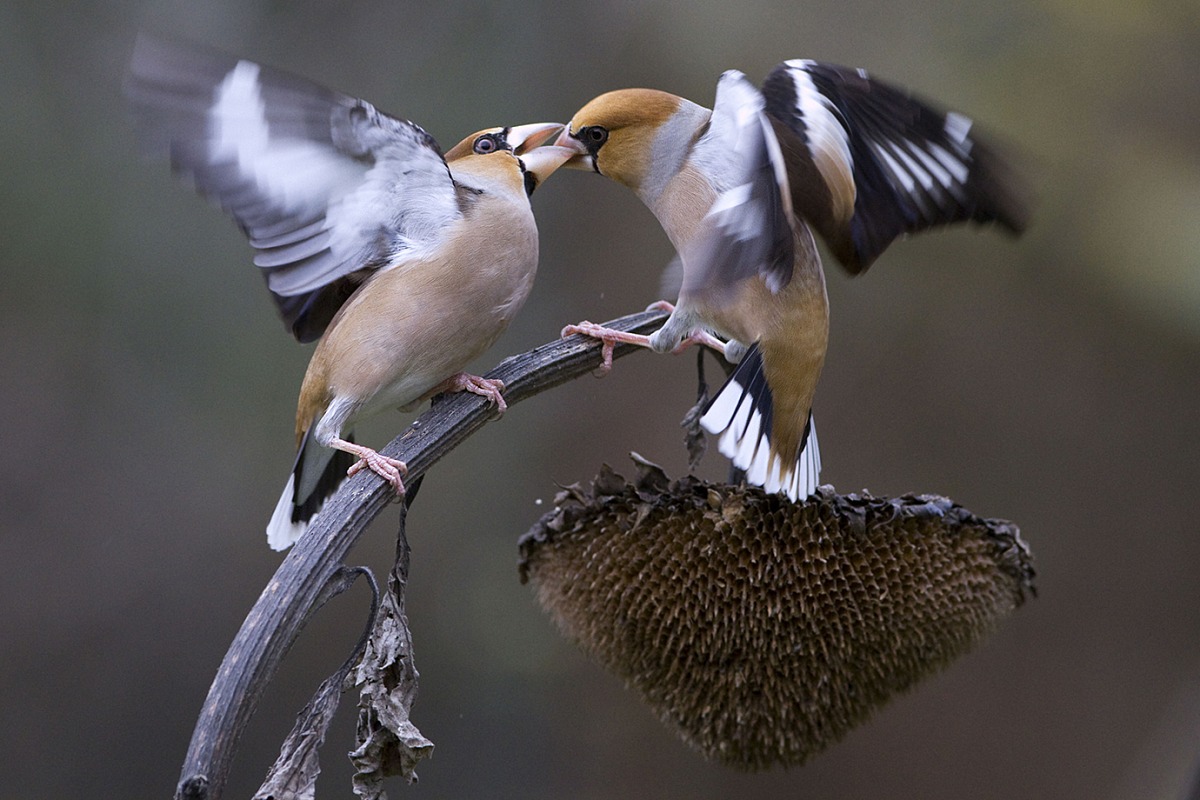 Arguing on sunflower
