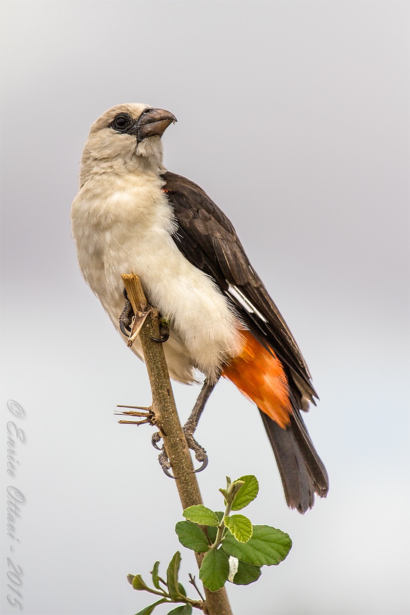 BeKKato al Tarangire National Park