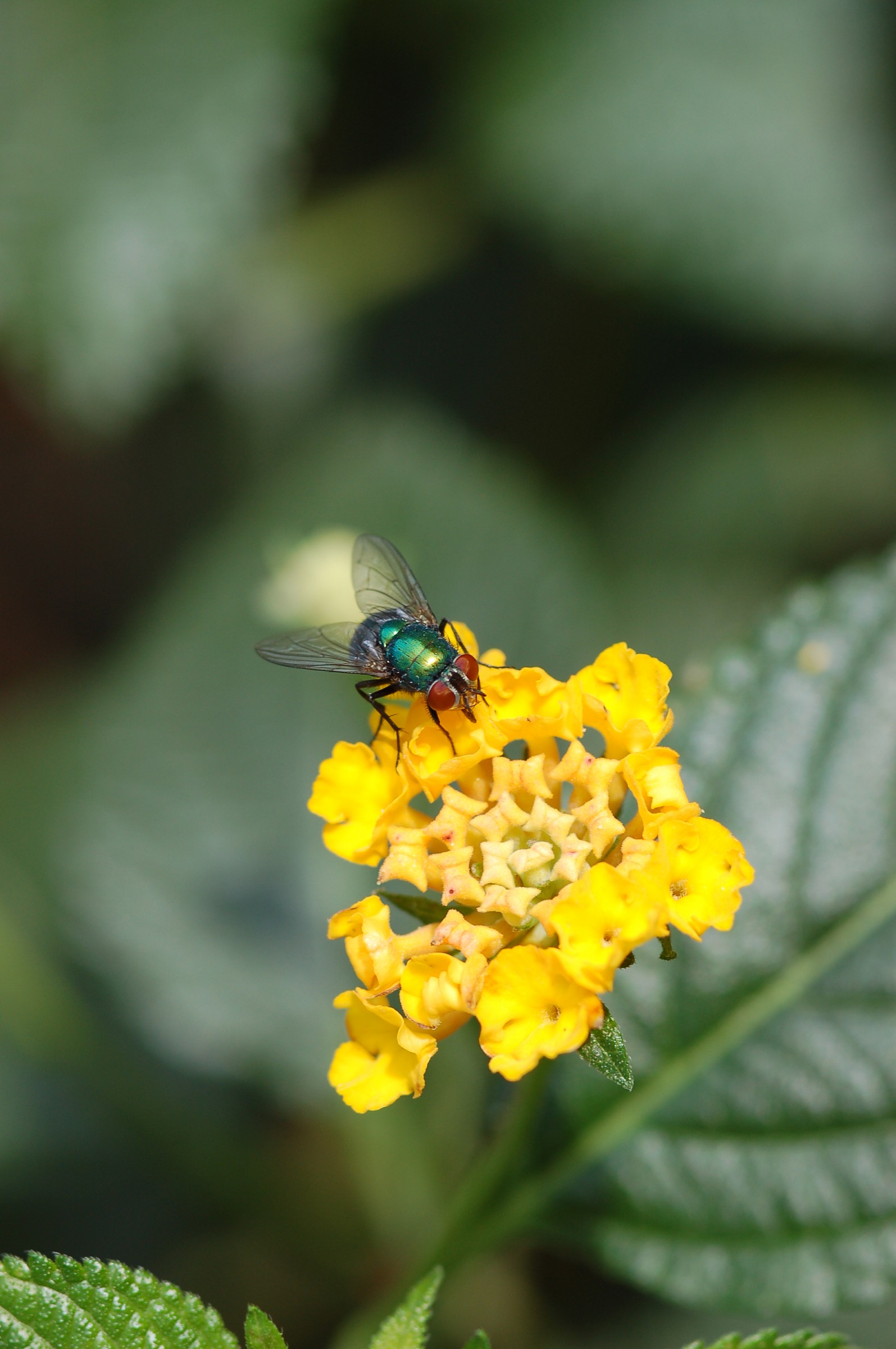 The yellow attracts ...