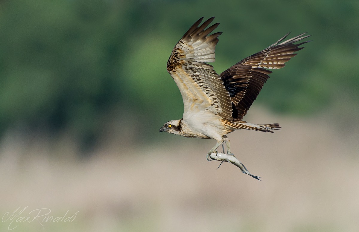 Osprey's Meal
