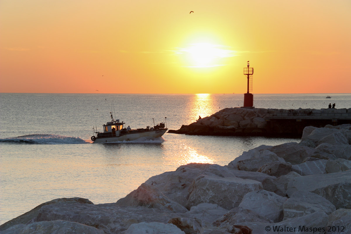 Pescereccio to return