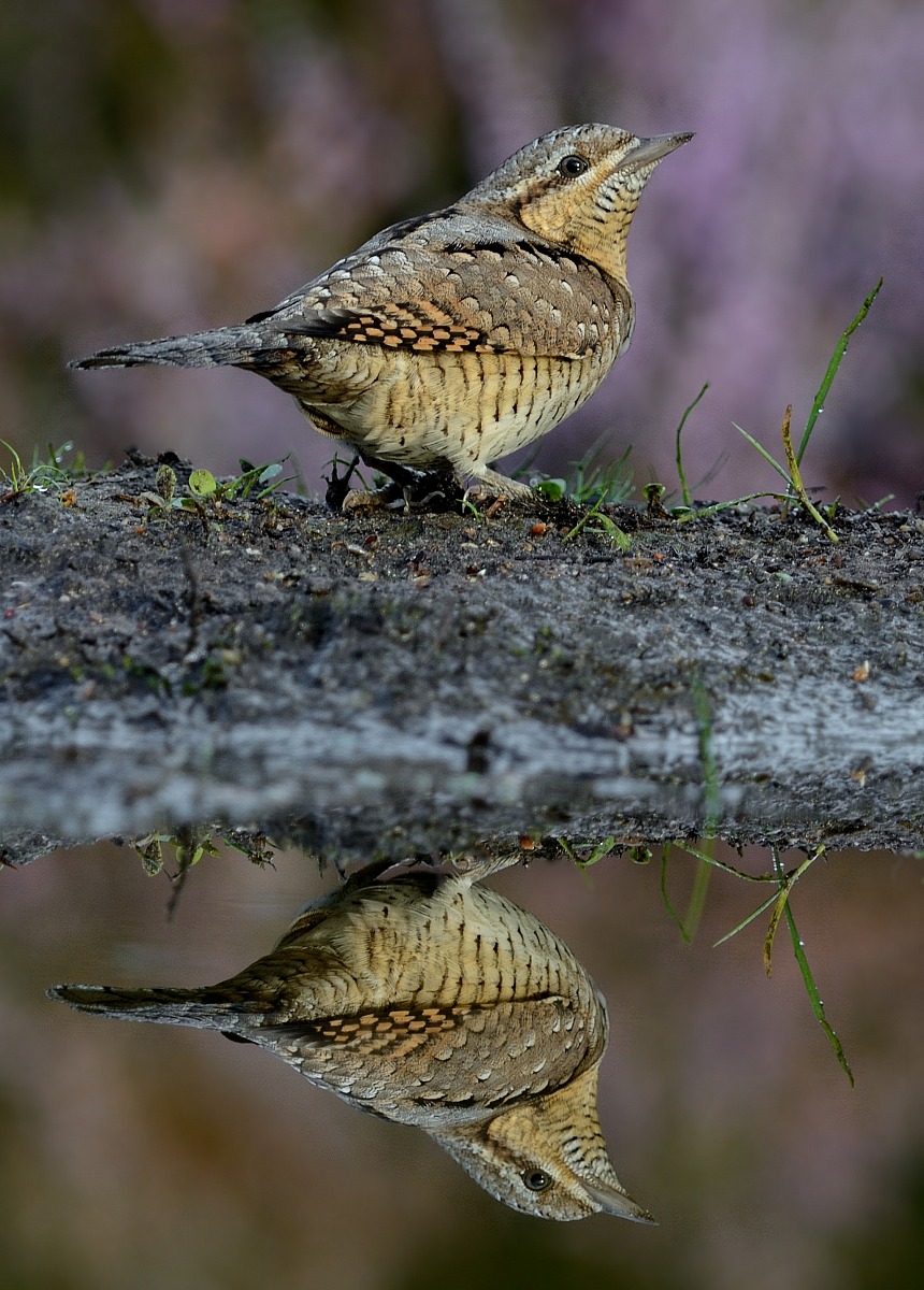 Torcicollo riflessione