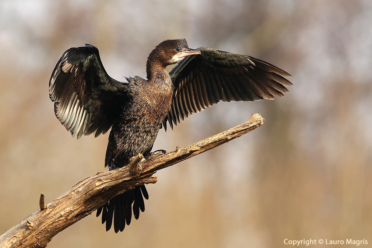 Il direttore d'orchestra