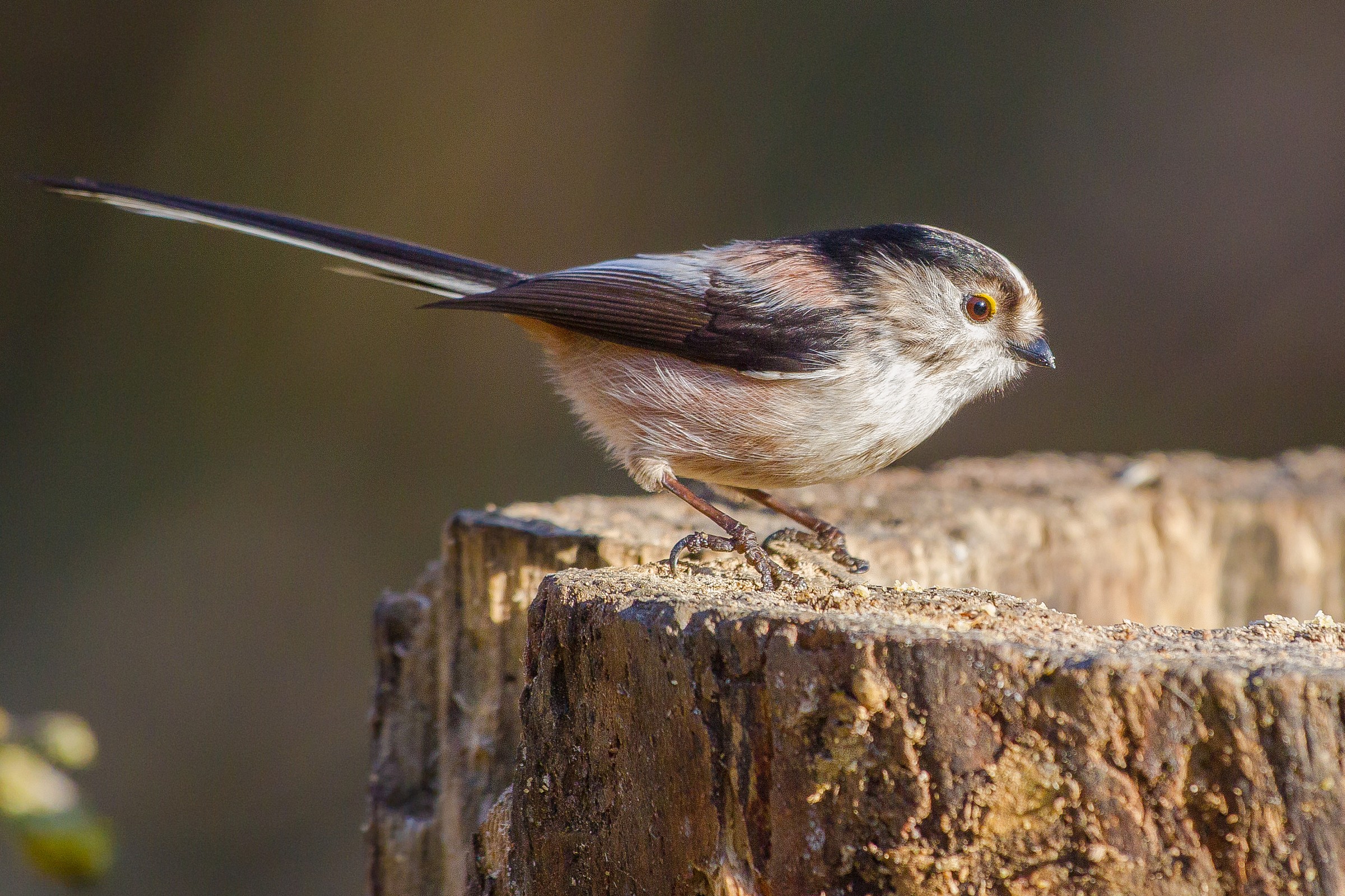 Codibugnolo su tronco