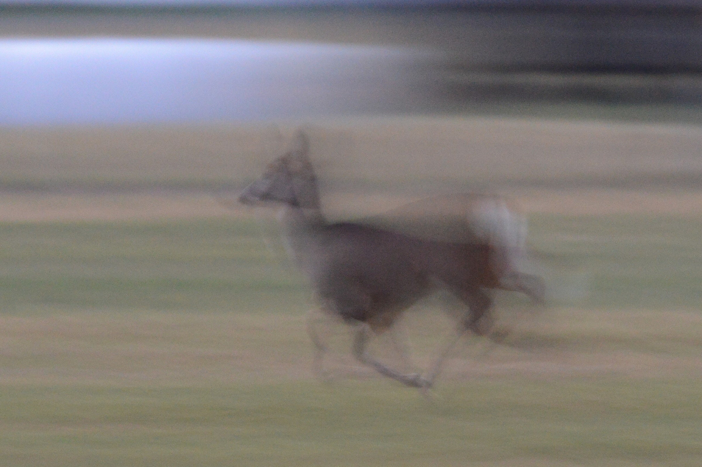 deer on the run