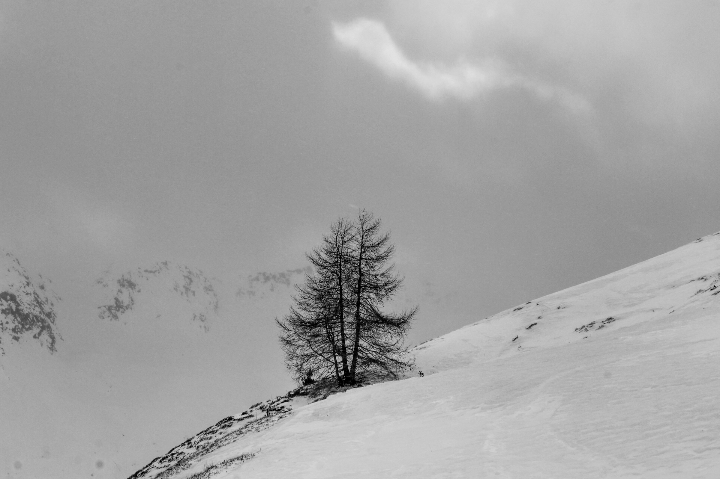 Winter larches
