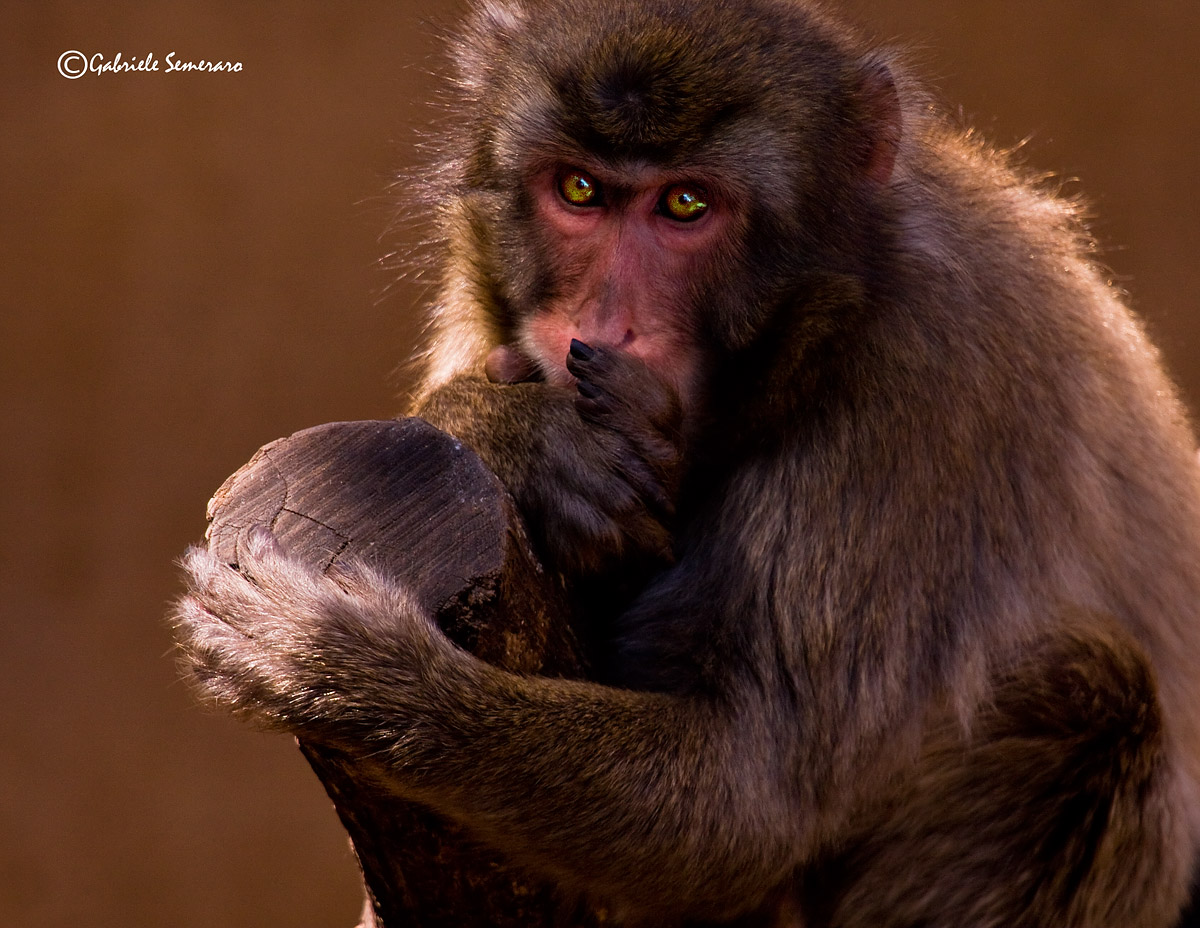 Japanese Macaque (Macaca fuscata)
