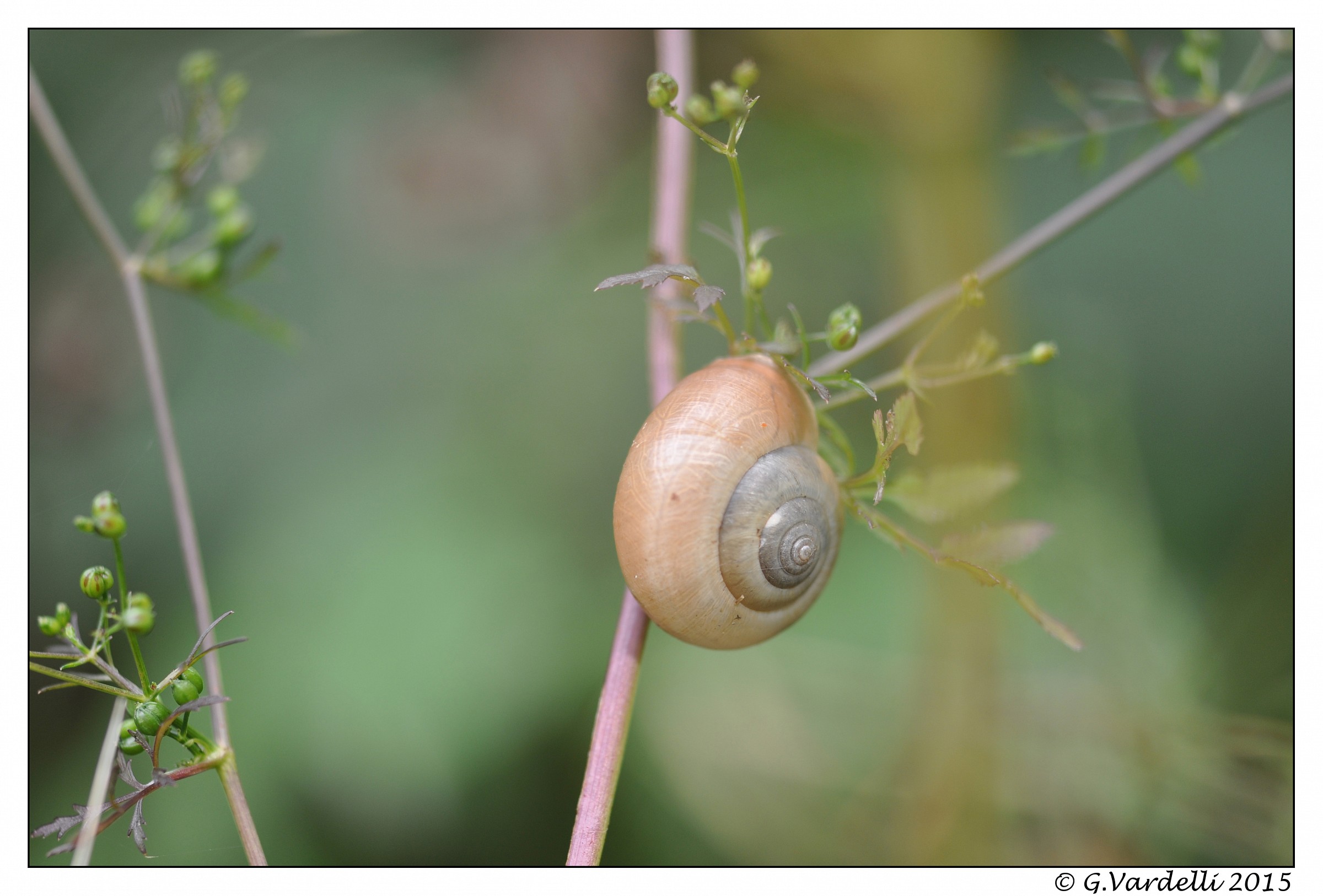 Snail