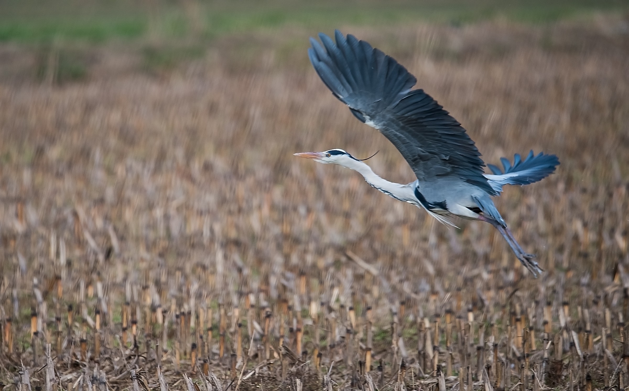 Grey Heron