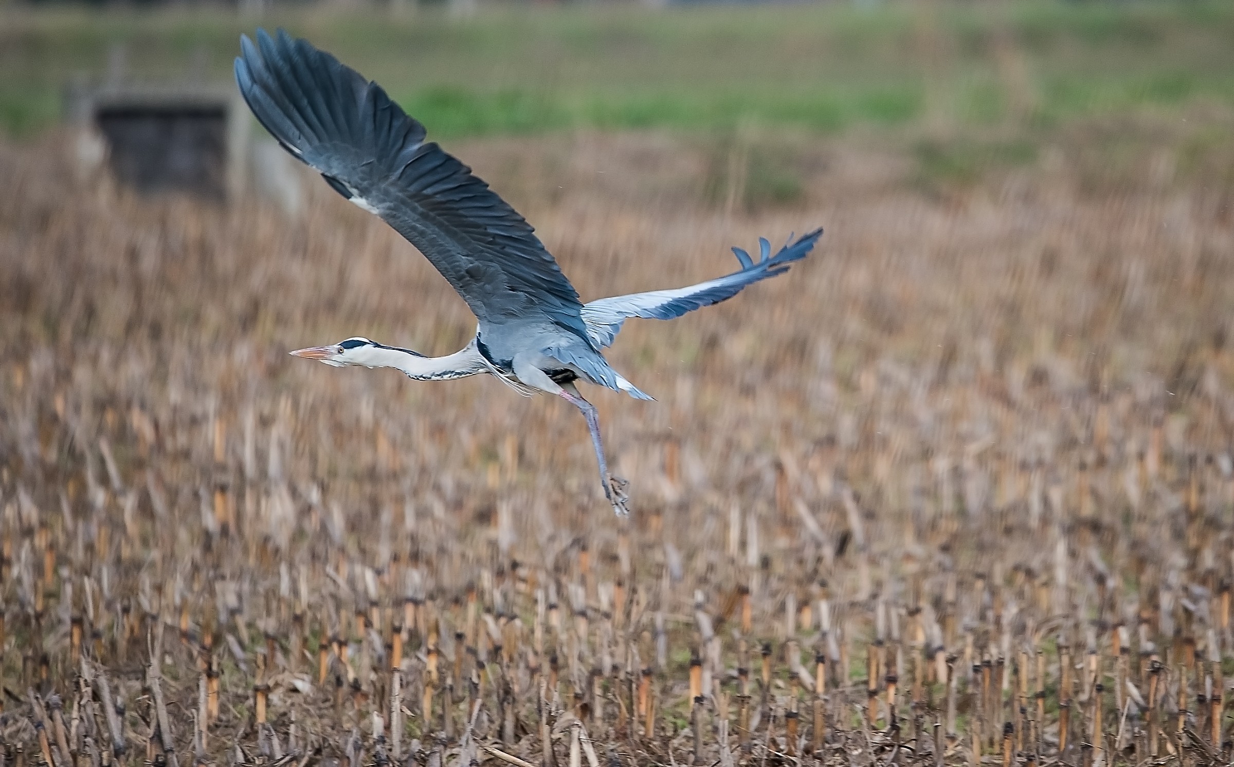 Grey Heron