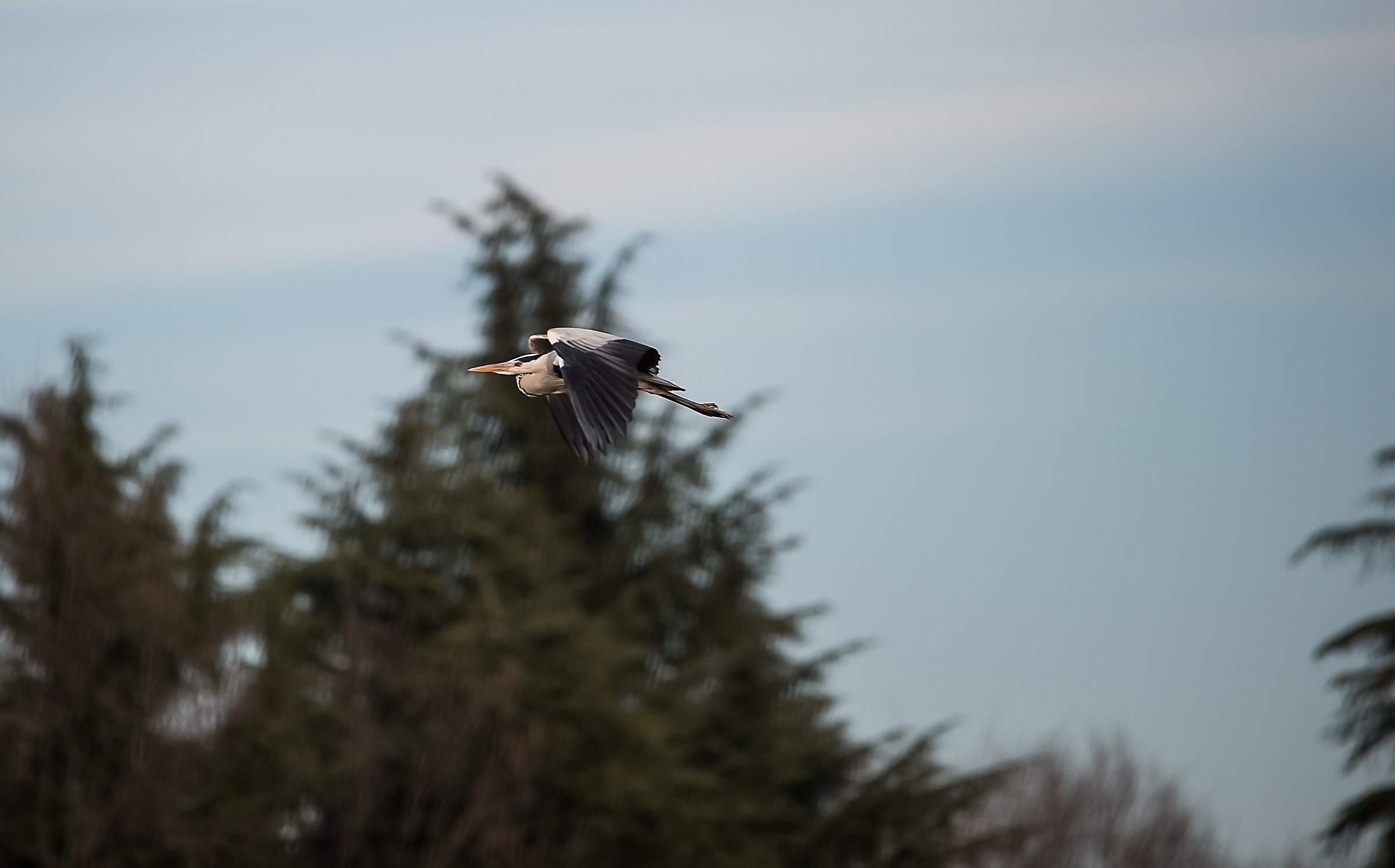 Grey Heron