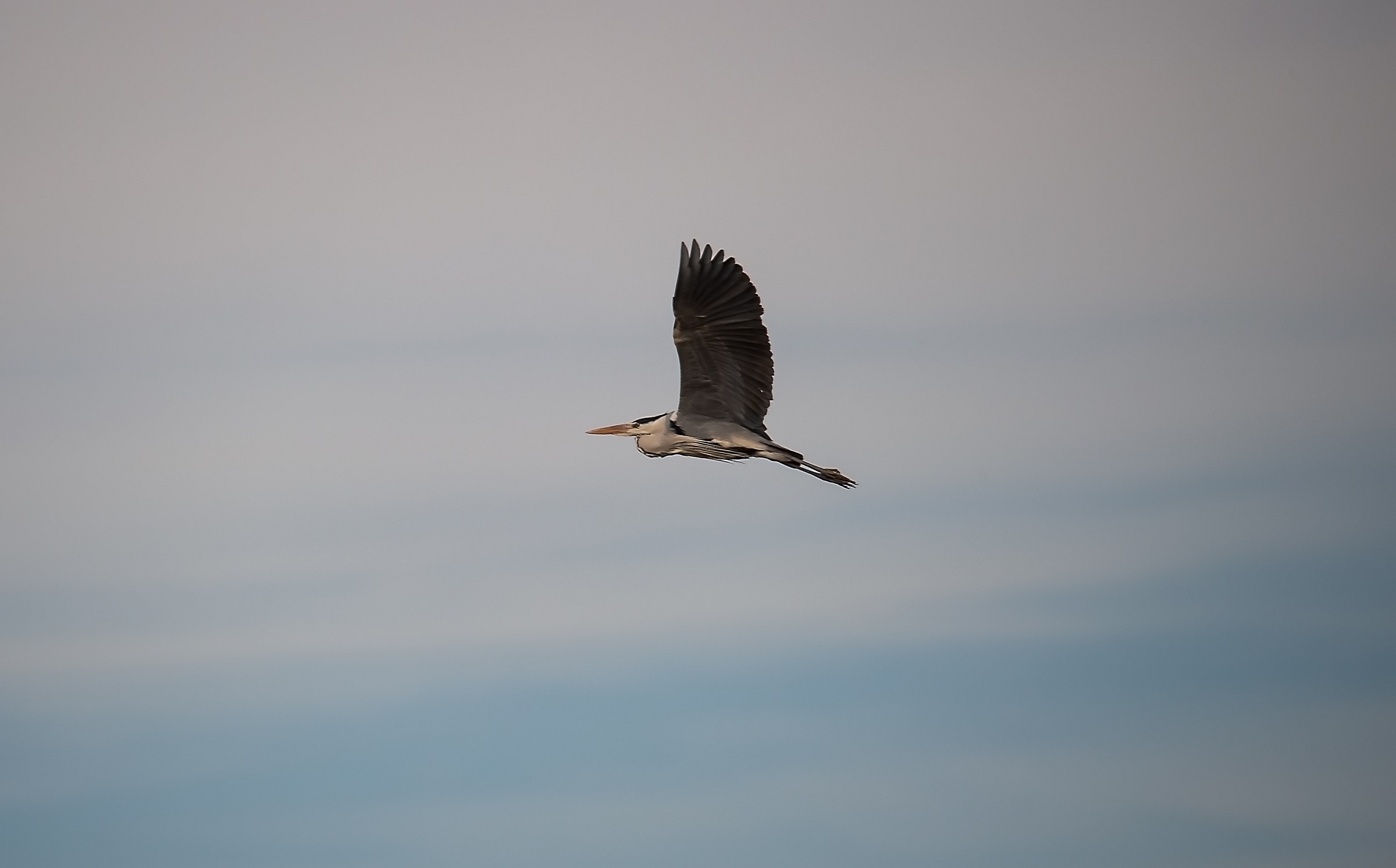 Grey Heron