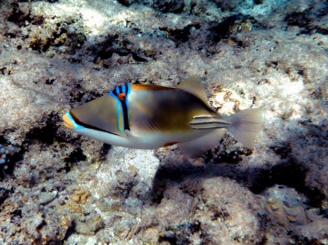 Rhinecanthus aculeatus