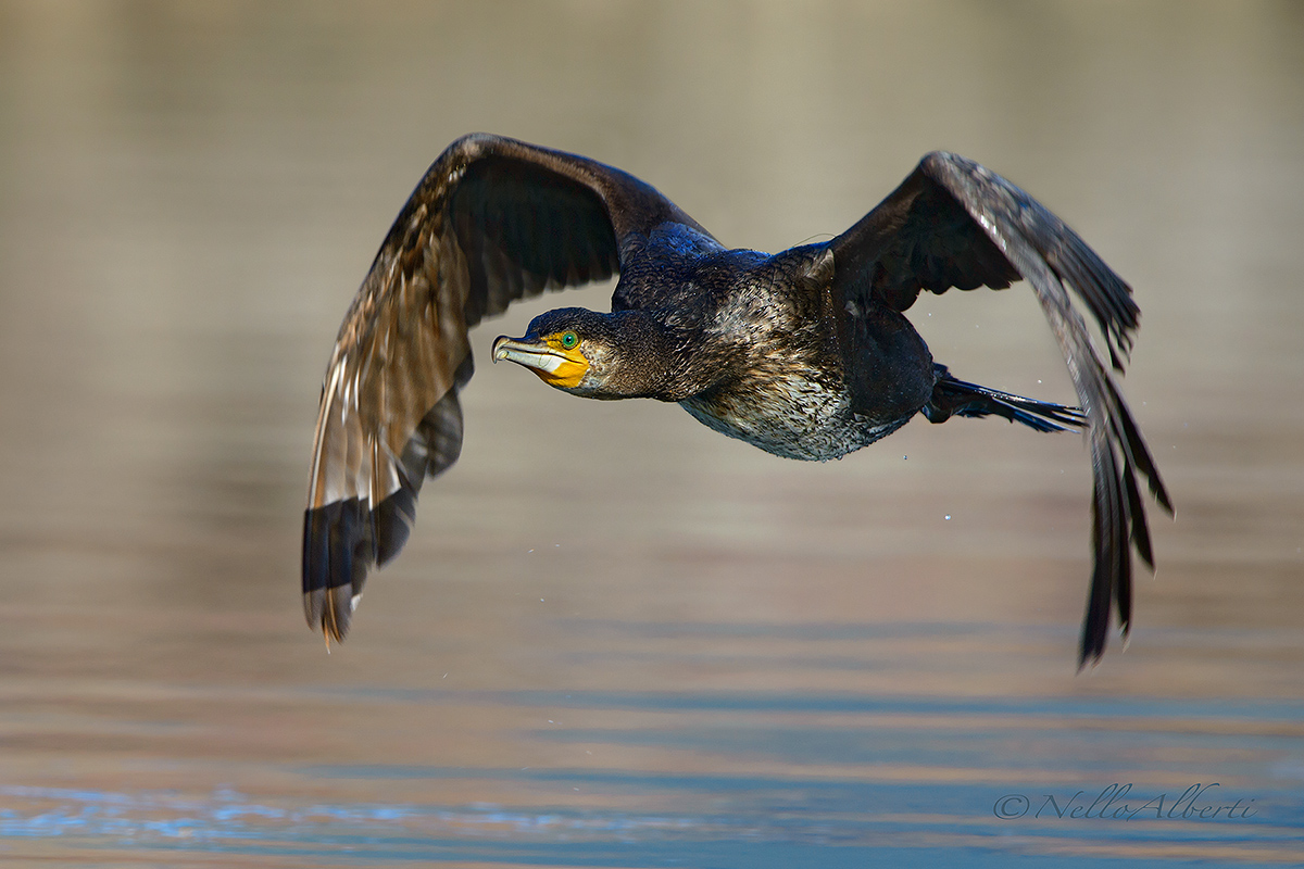 cormorant in flight!