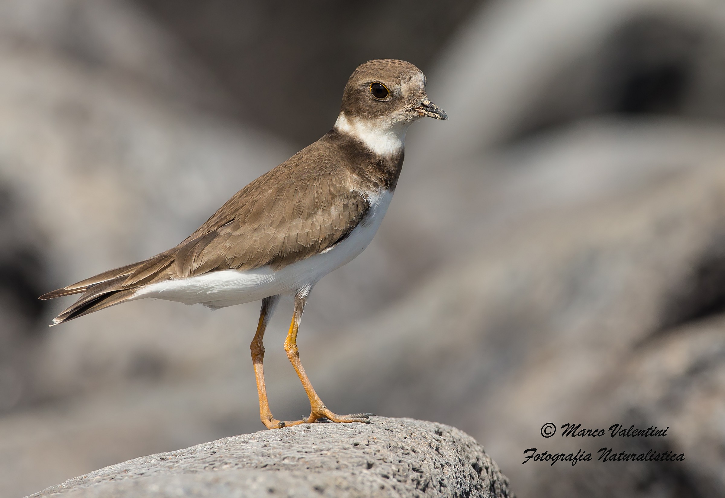 Il corriere dell'inverno