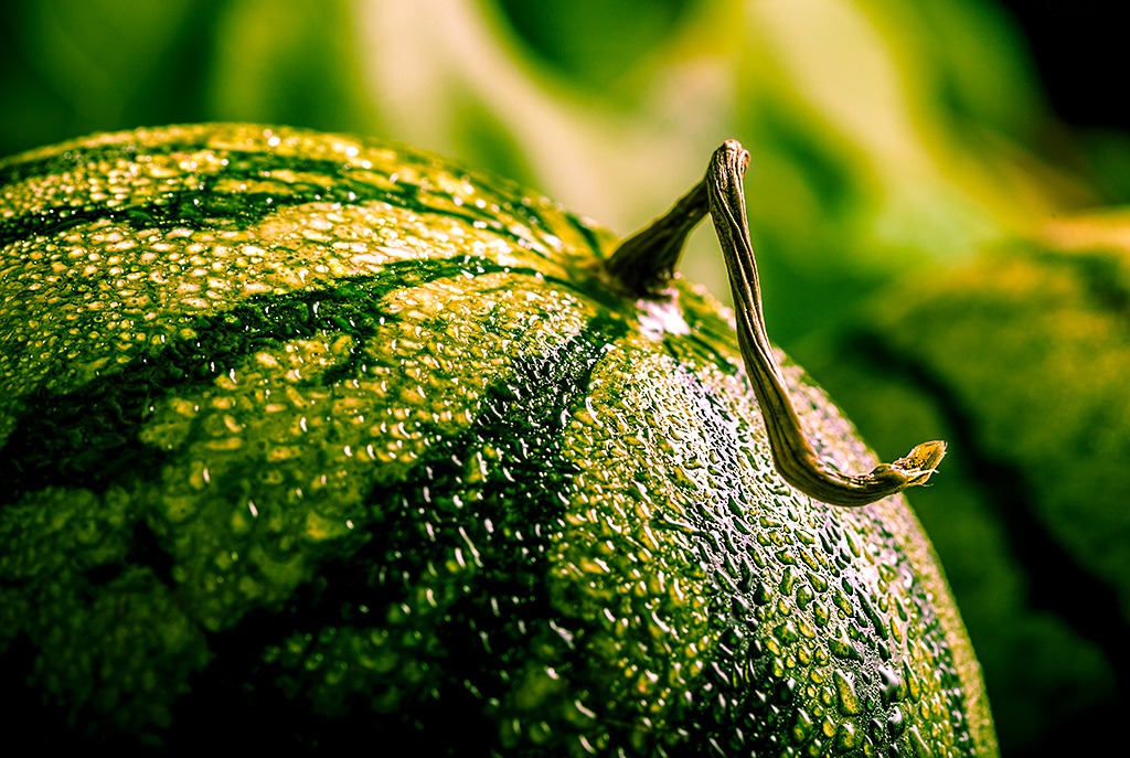 Watermellon 01