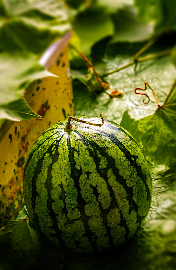Watermellon 03