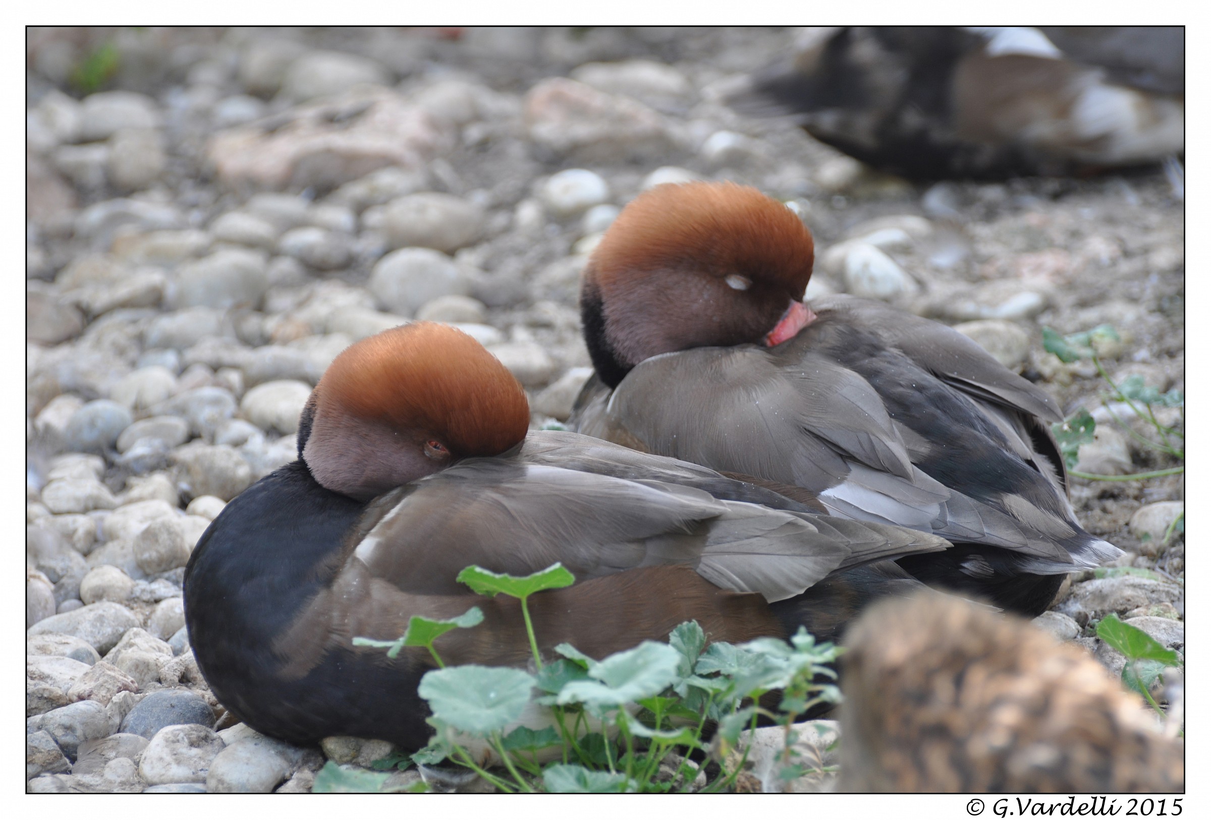 Let's take a nap ...