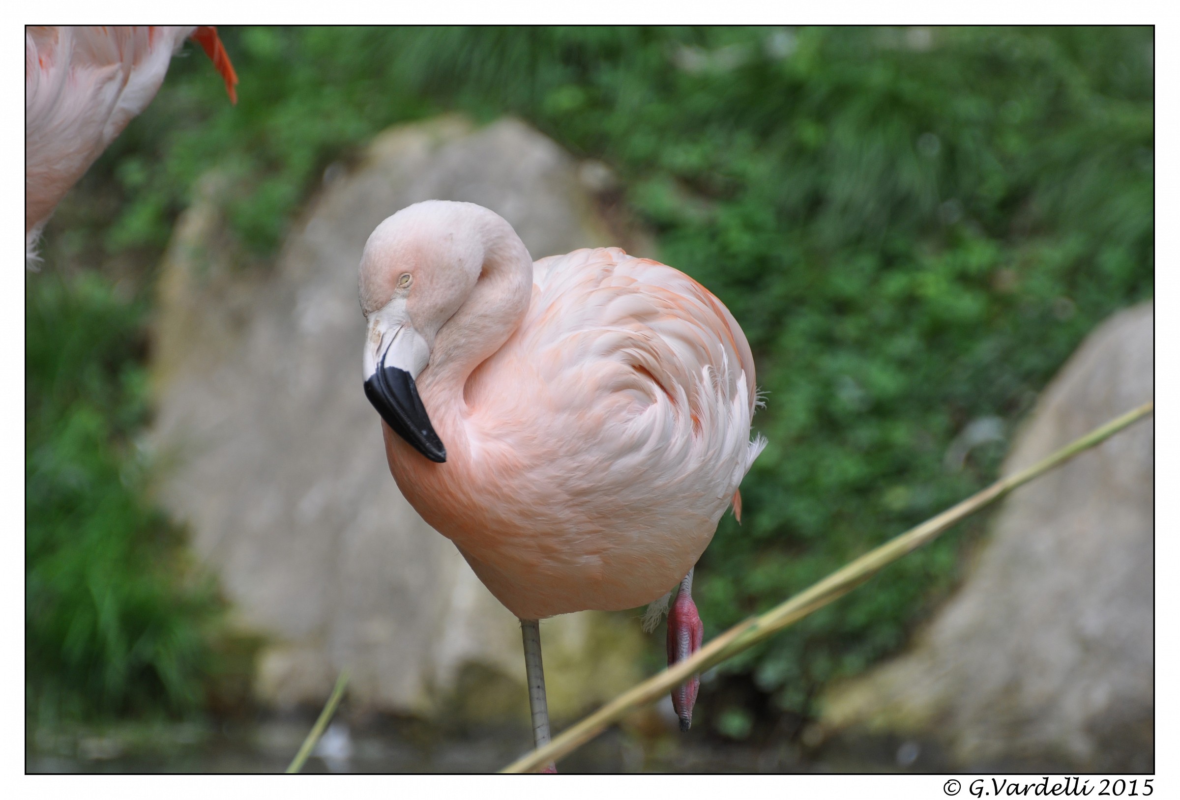 Pink flamingo
