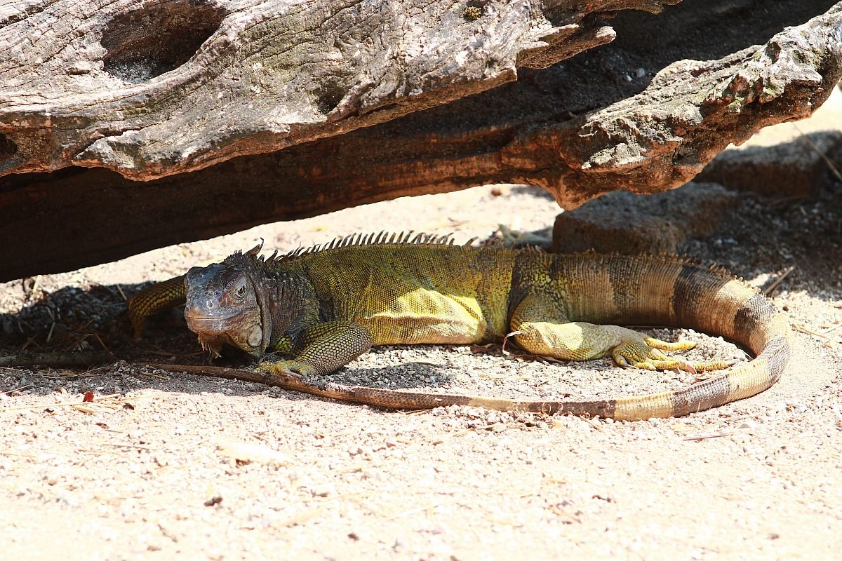 Iguana