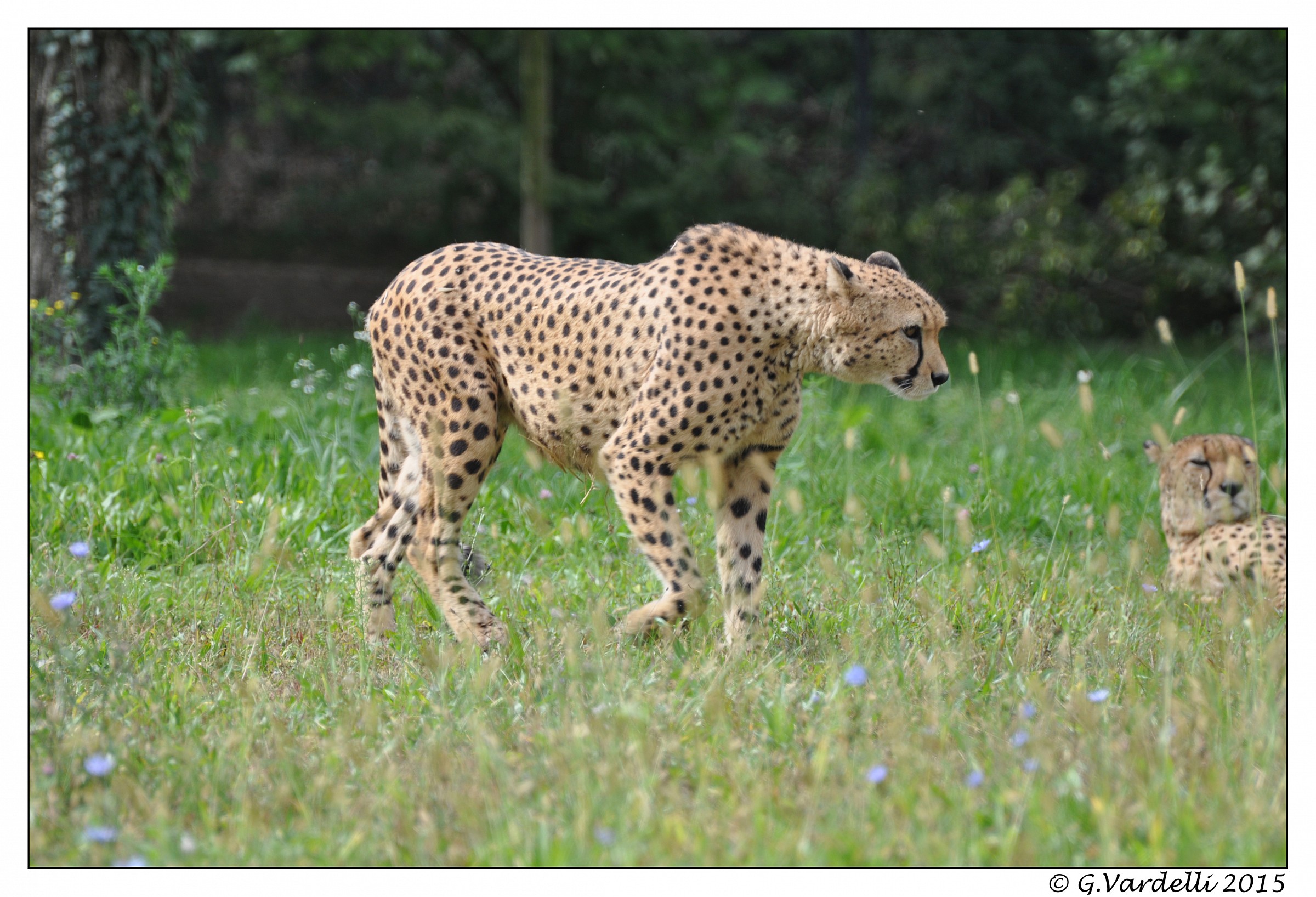 What a beautiful cat ...........