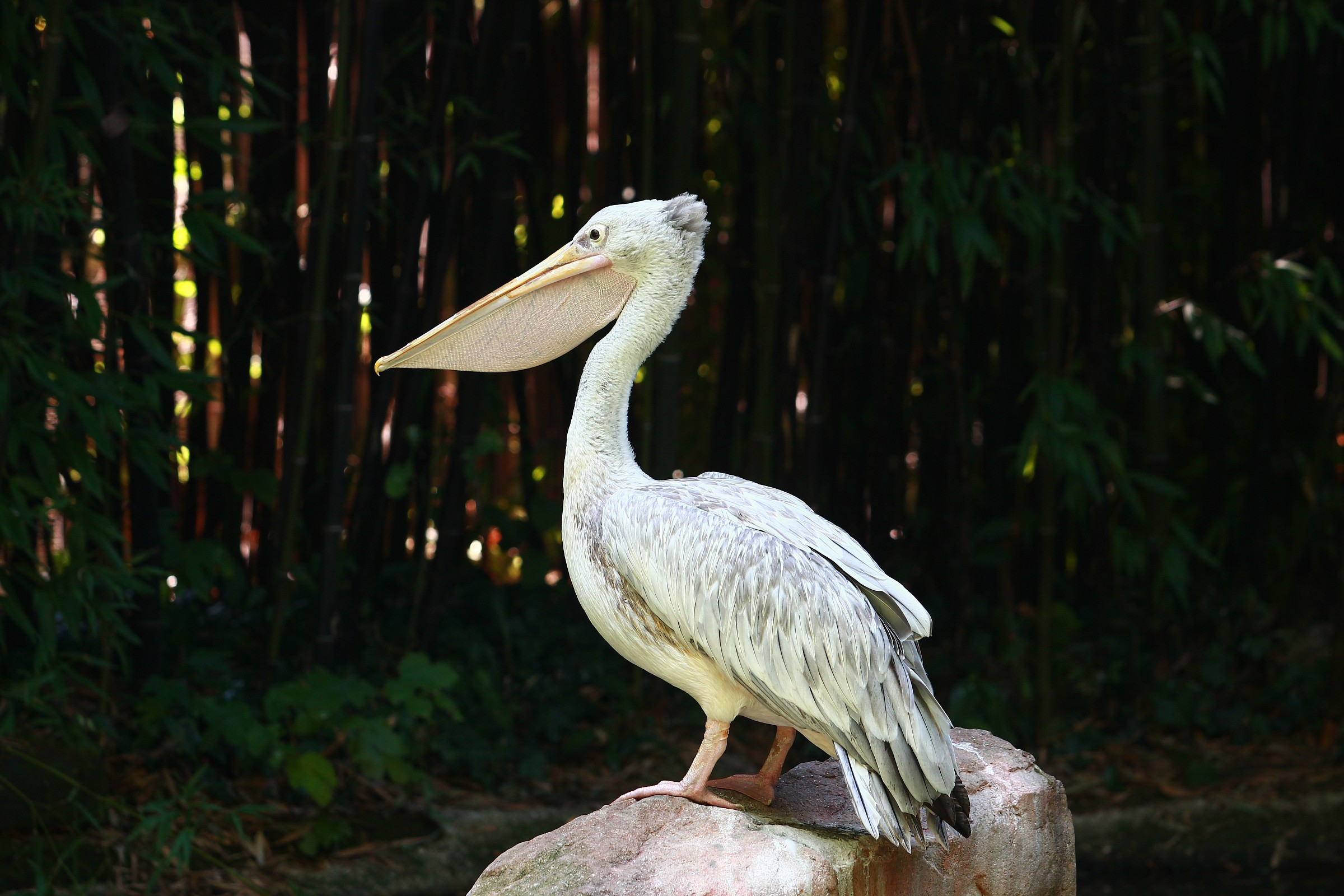 Pelican
