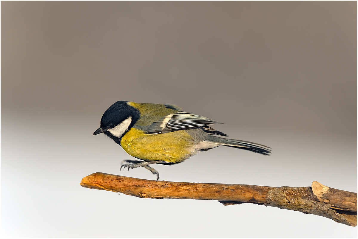 great tit in flight