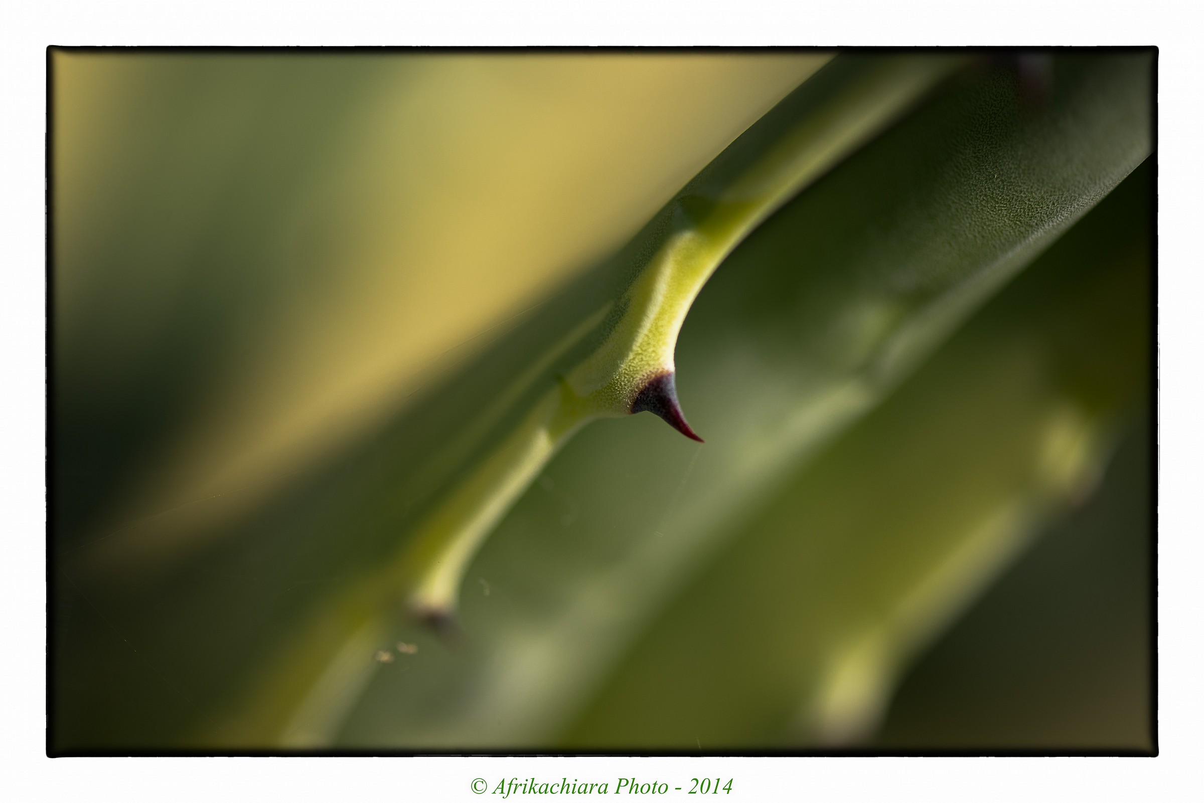 Plug ... in my garden!