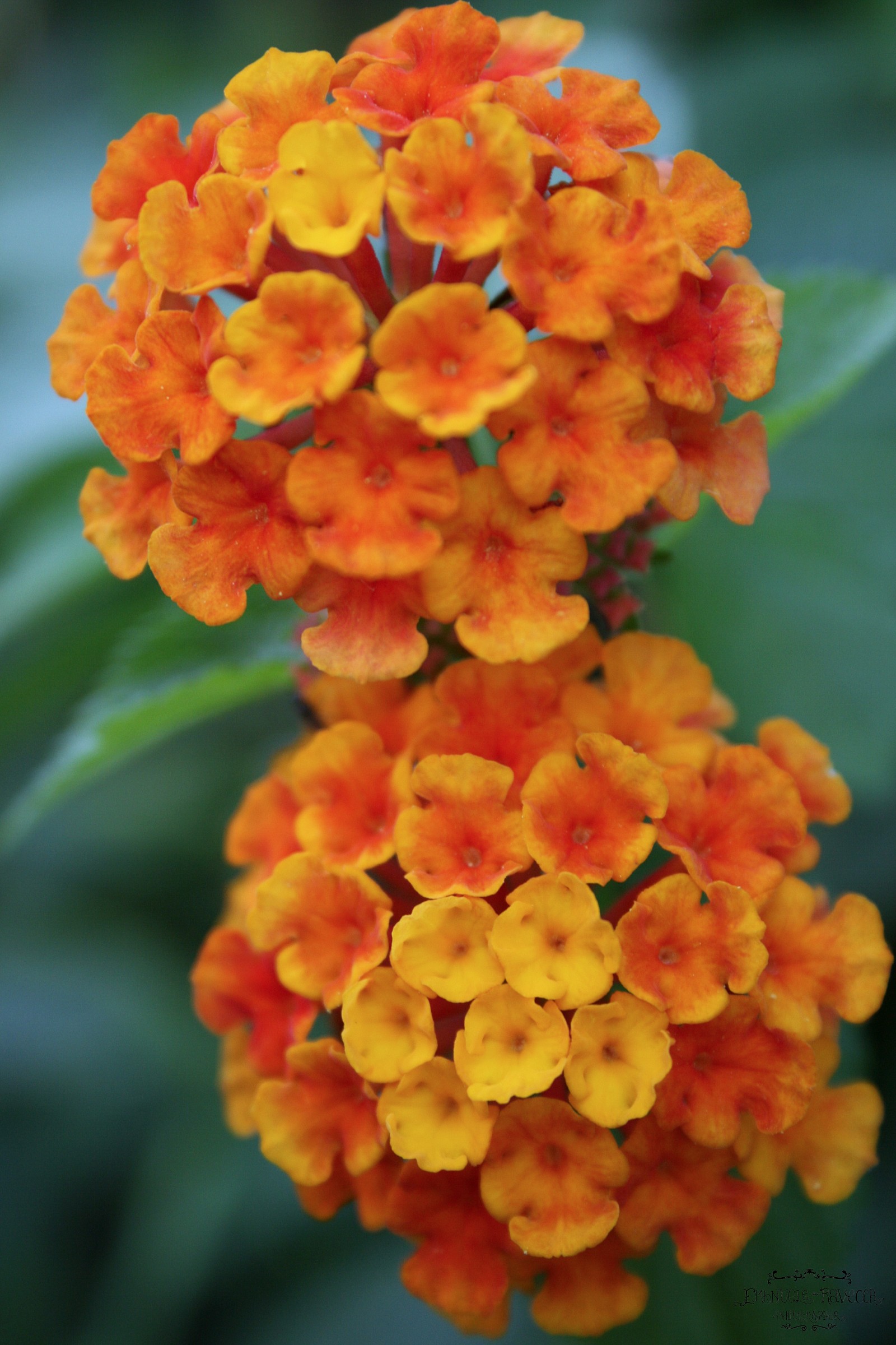 Lantana