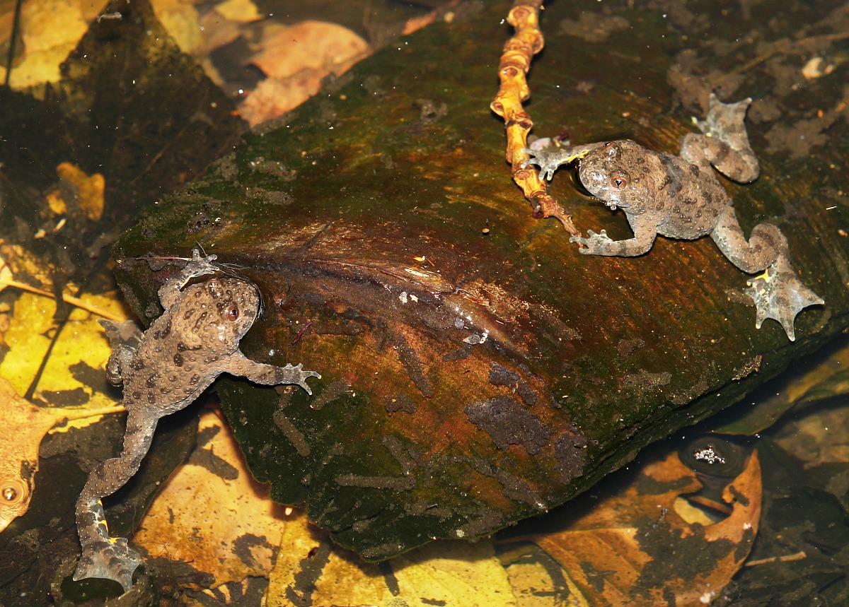 Ululoni dal ventre giallo