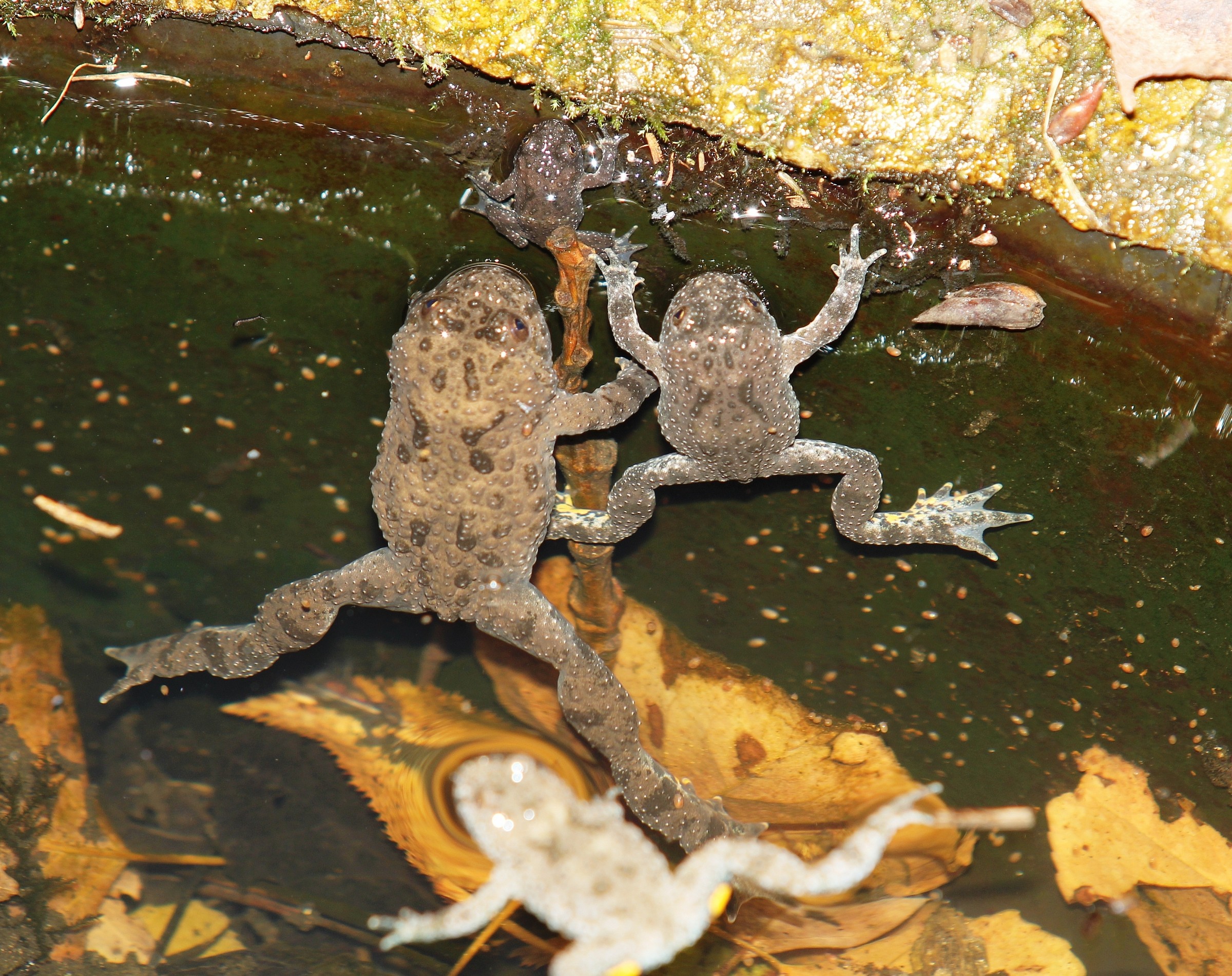Ululoni dal ventre giallo 1