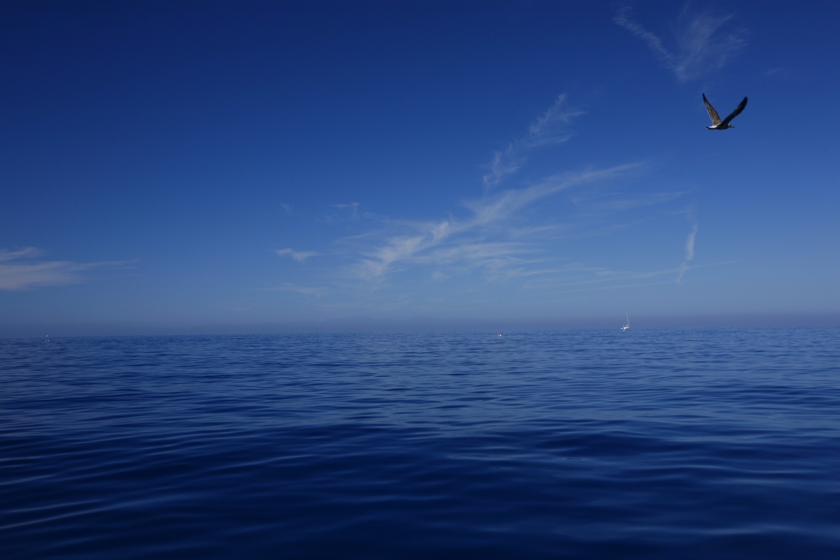 Off the Island of Elba to Capraia