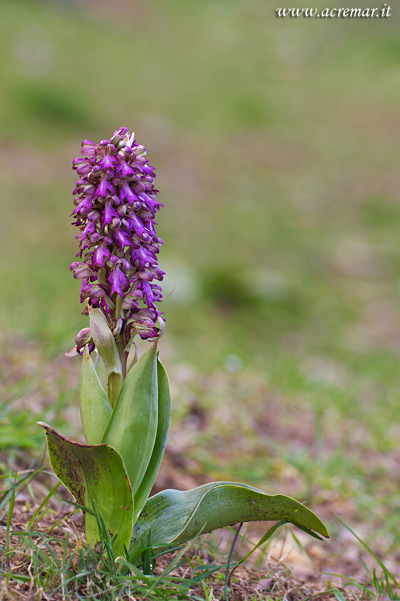 Himantoglossum robertianum