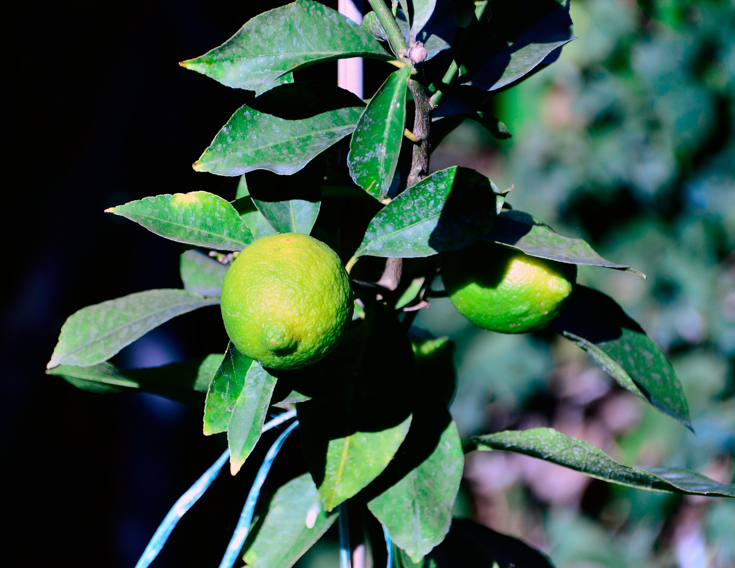 limoni acerbi