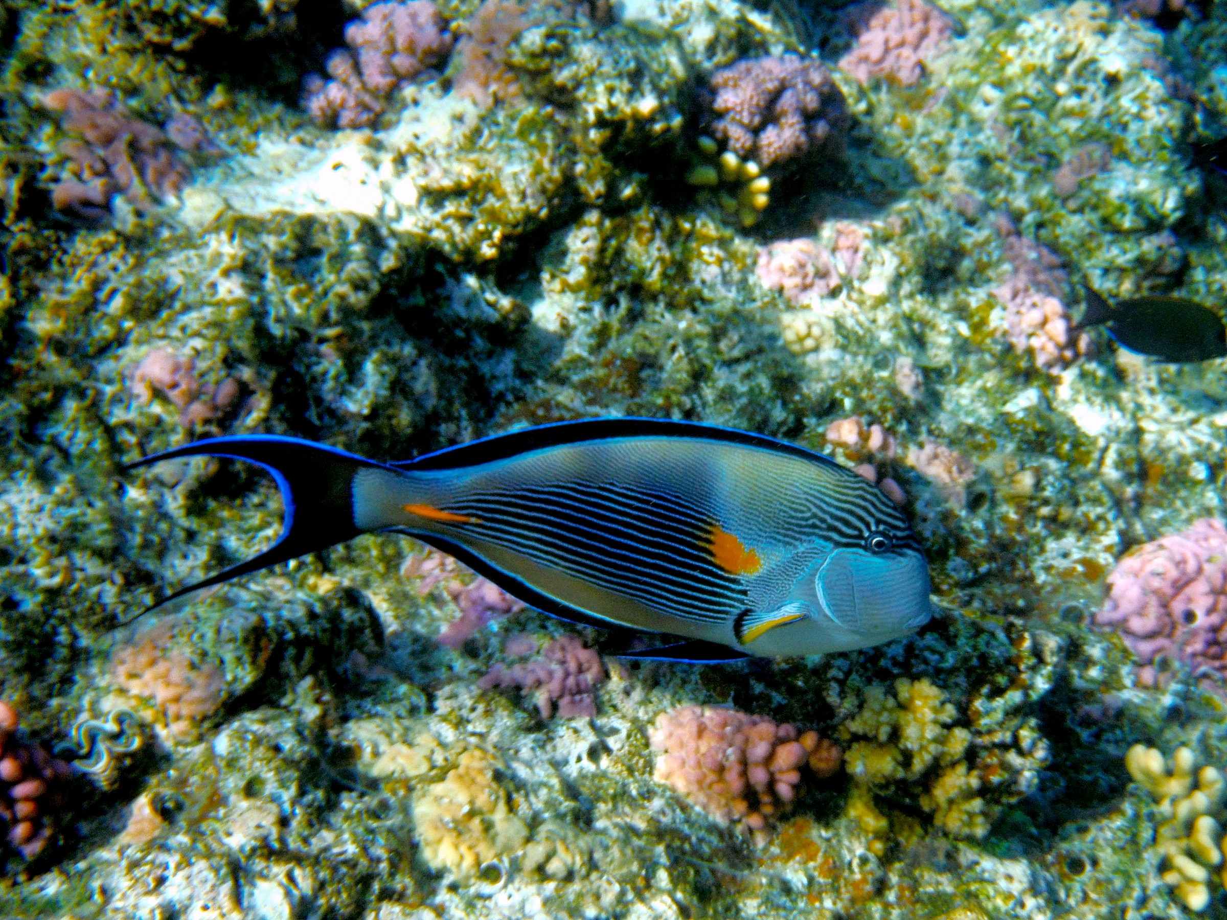 Sohal surgeonfish