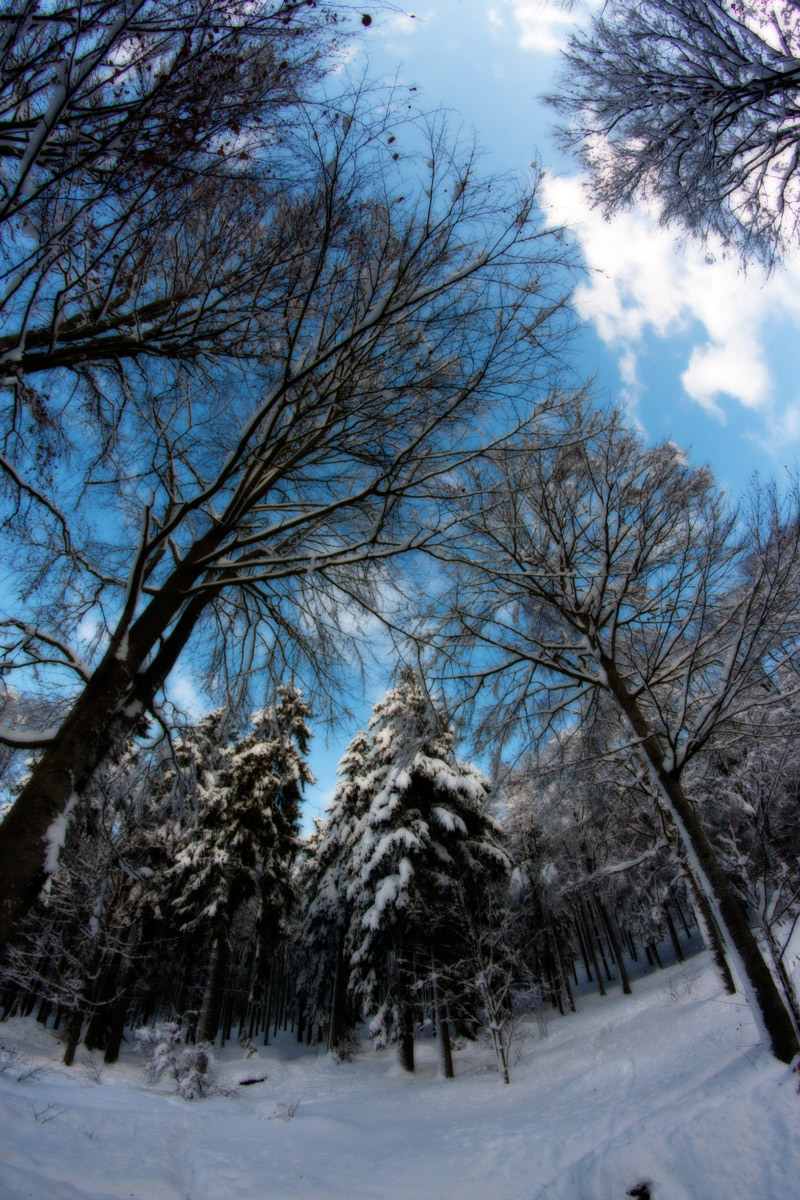 Bayerischer Wald - Leggero effetto Orton
