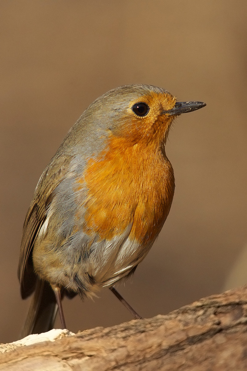 Robin