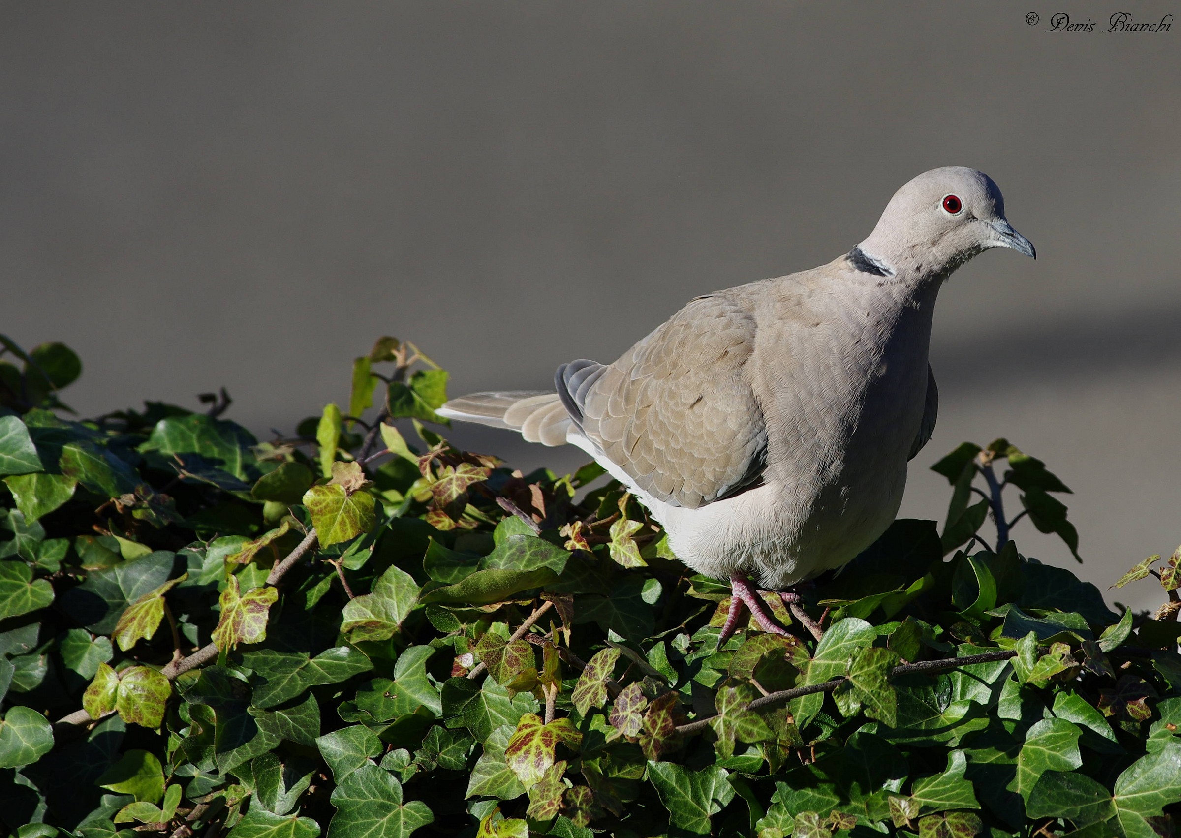 Tortora dal collare orientale