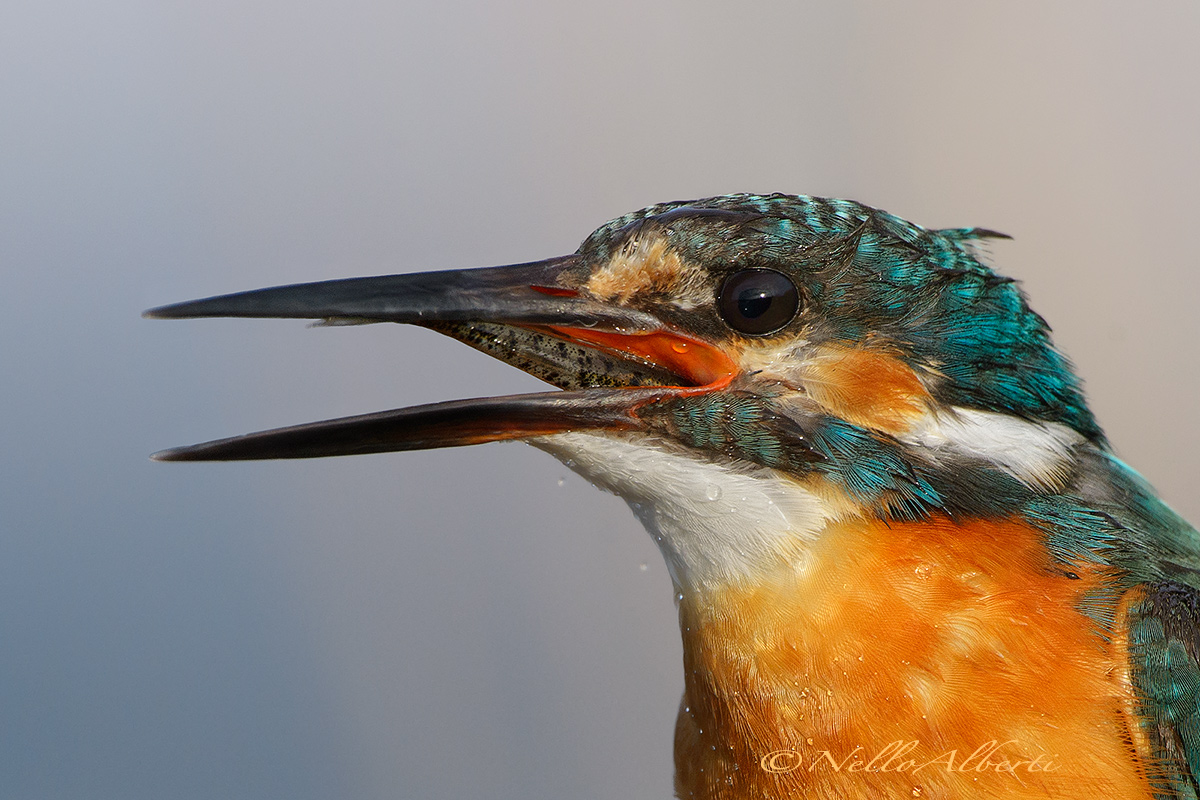 Kingfisher in phase swallow cropping