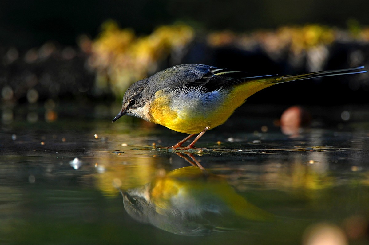 Wagtail ... on ice